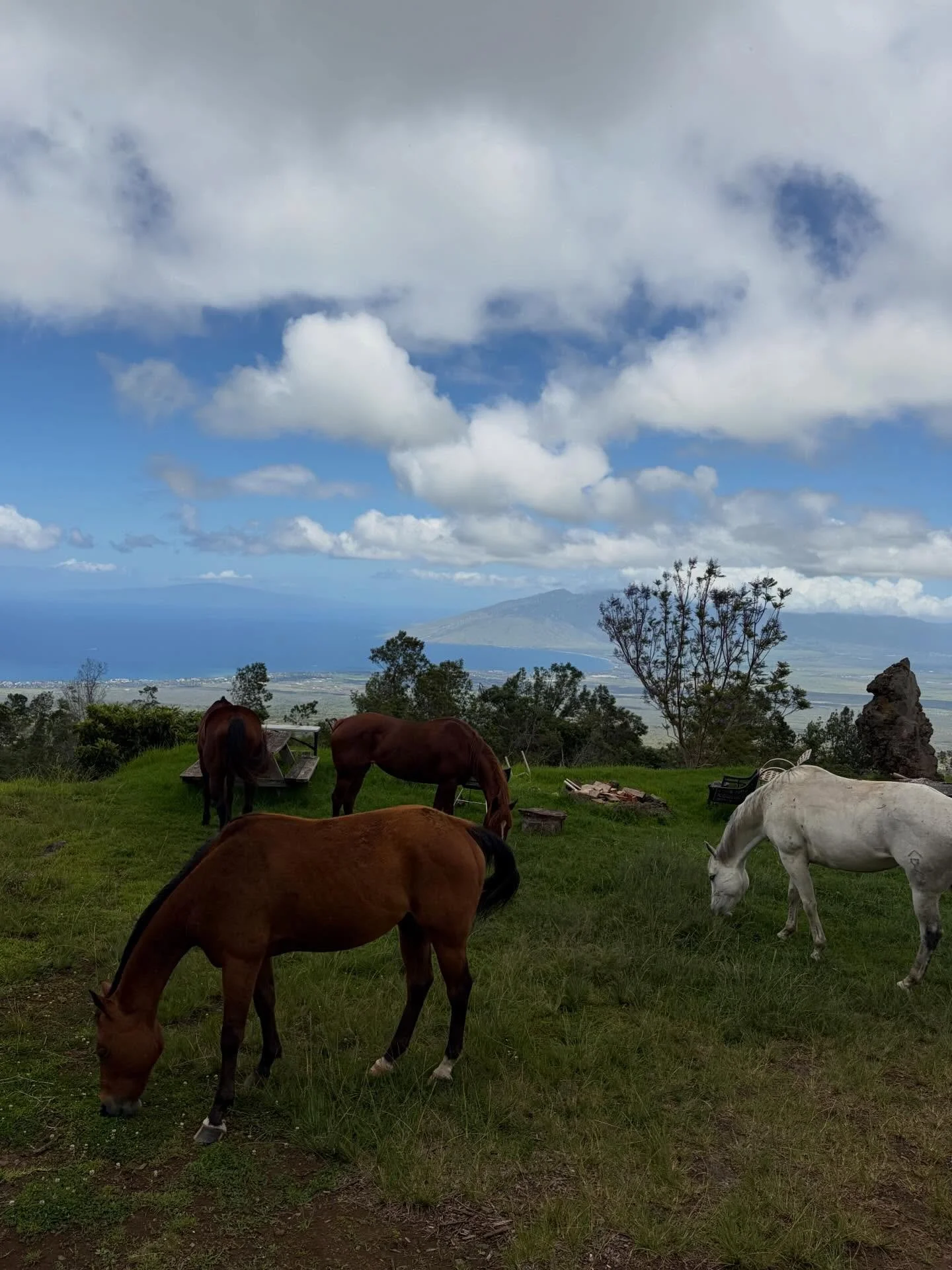 And the neighbors horses decided to show up today!