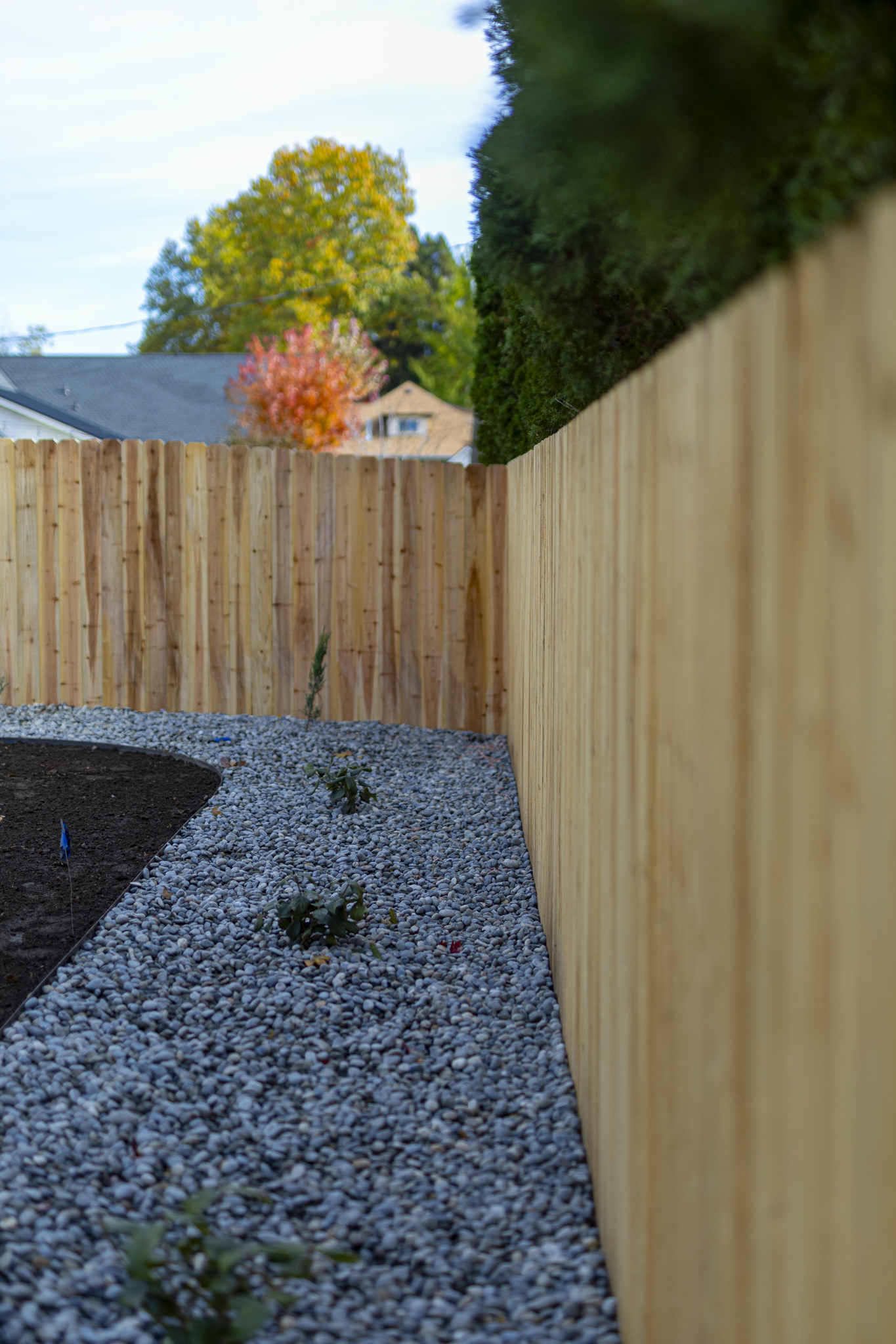 A backyard garden with a new wooden fence, soil bed, and small plants, with trees and houses in the background.