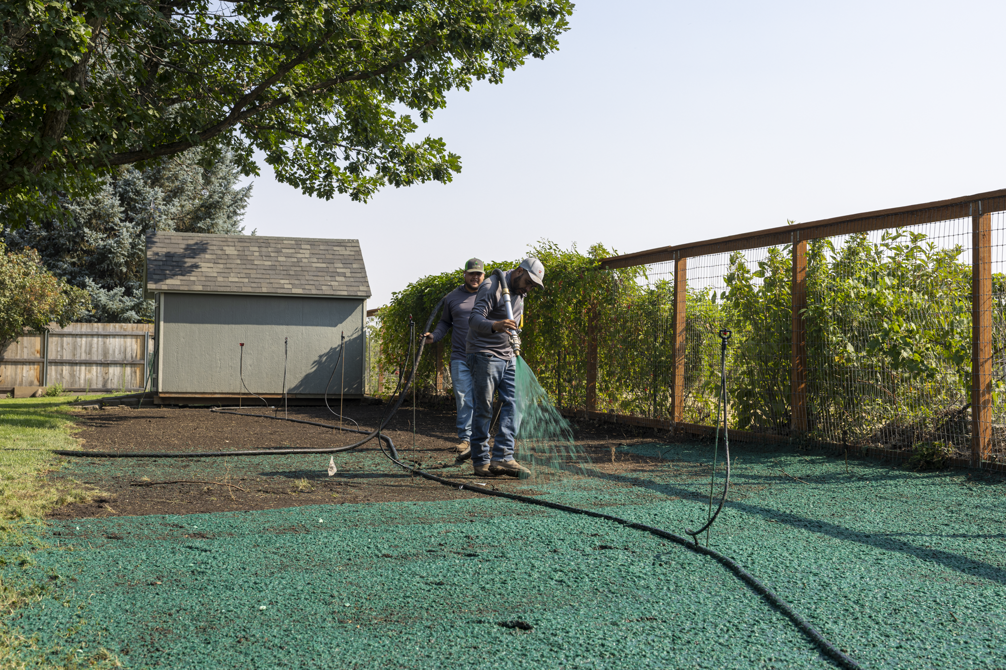 Two men are working in a backyard garden, watering young plants with hoses. The area has a green ground cover, surrounding a fenced garden plot with tall plants, and is bordered by a wooden fence and trees.
