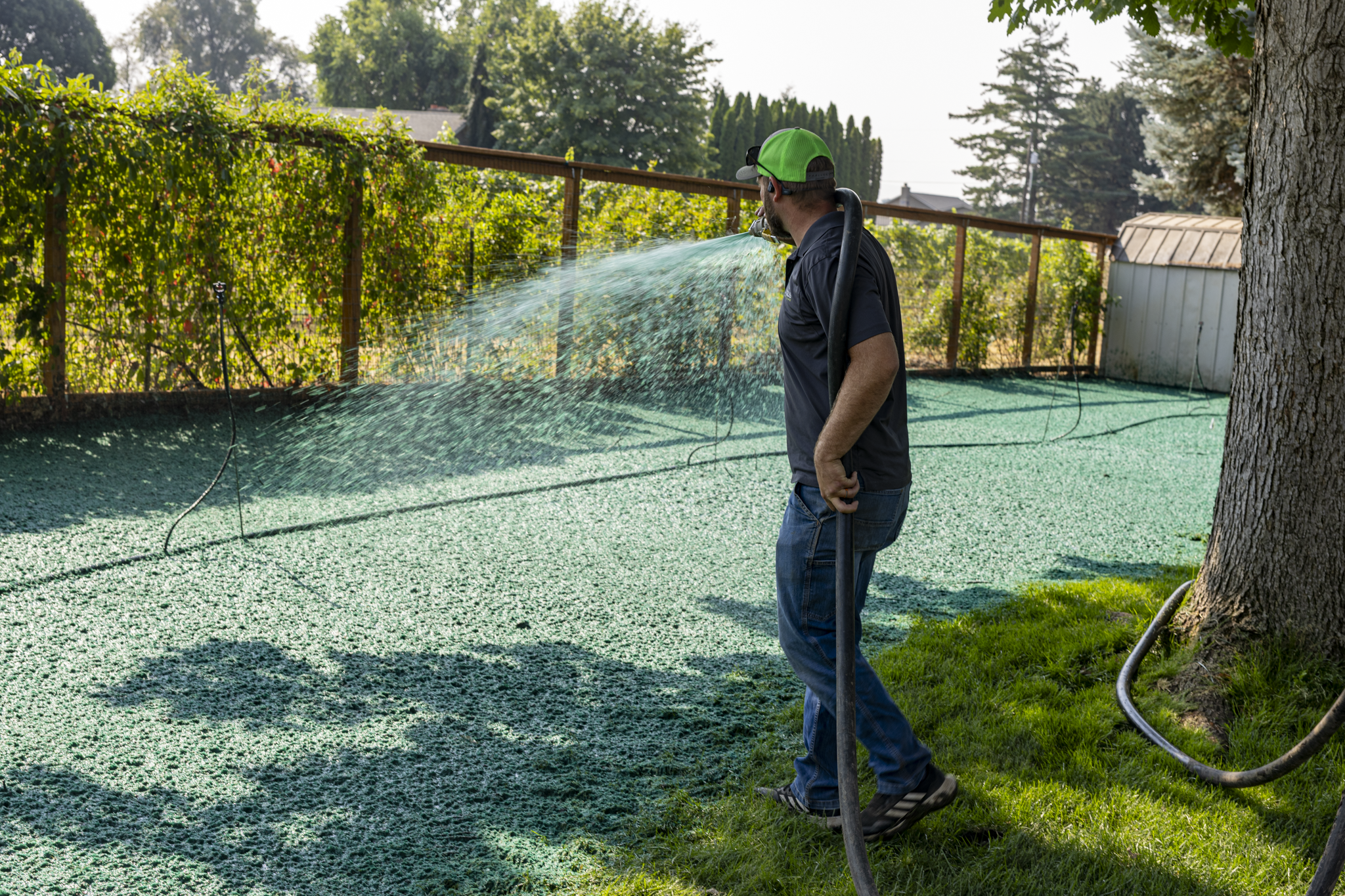 A man wearing a black cap, green cap, sunglasses, and a black t-shirt is watering a large backyard with a hose on a sunny day. The backyard has a fenced-in garden area, trees, and a shed.