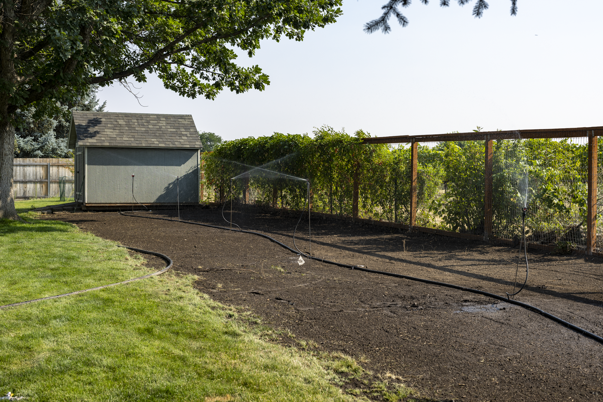 A backyard with a small shed, a garden with lush green plants, an irrigation system watering the garden, a wooden fence, and large trees providing shade.