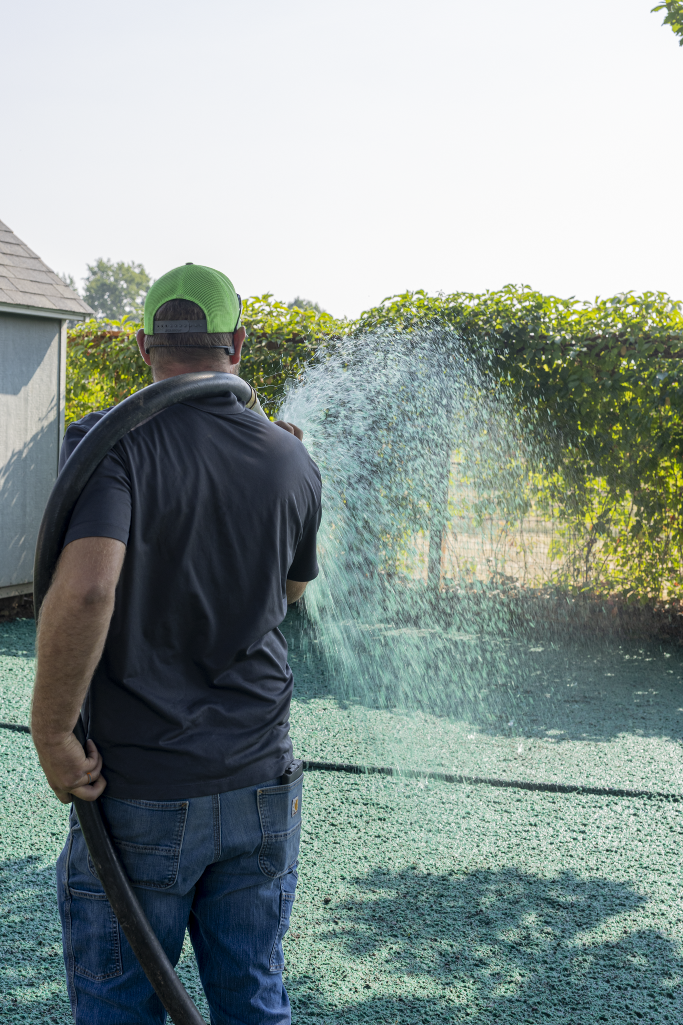 A man wearing a green cap, black shirt, and jeans is watering a backyard with a garden hose. There are green bushes and a fence in the background, and the ground appears to be covered with green wood chips.