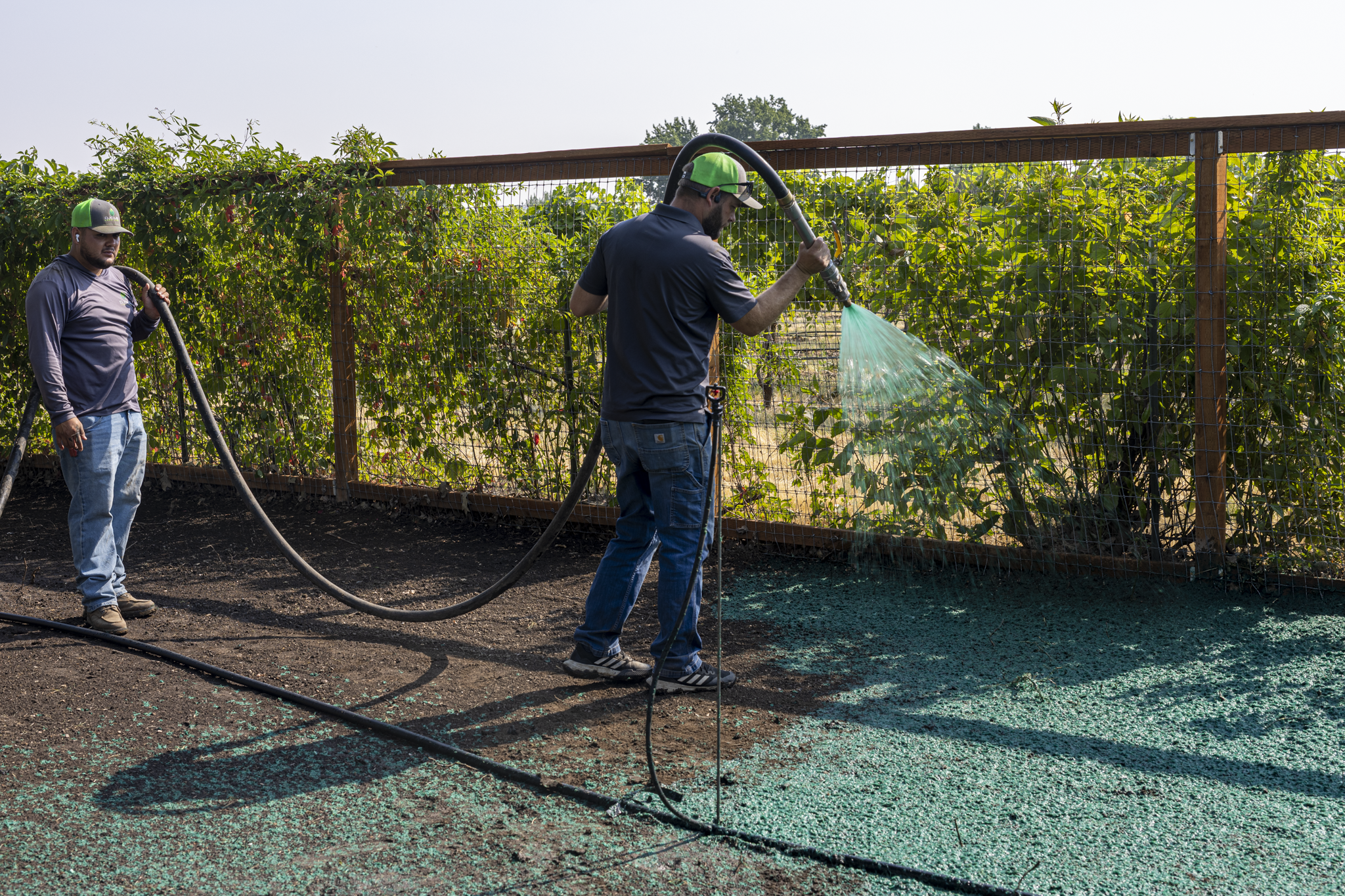 Two workers in casual clothing and green caps watering plants in a garden enclosed by a wire fence.