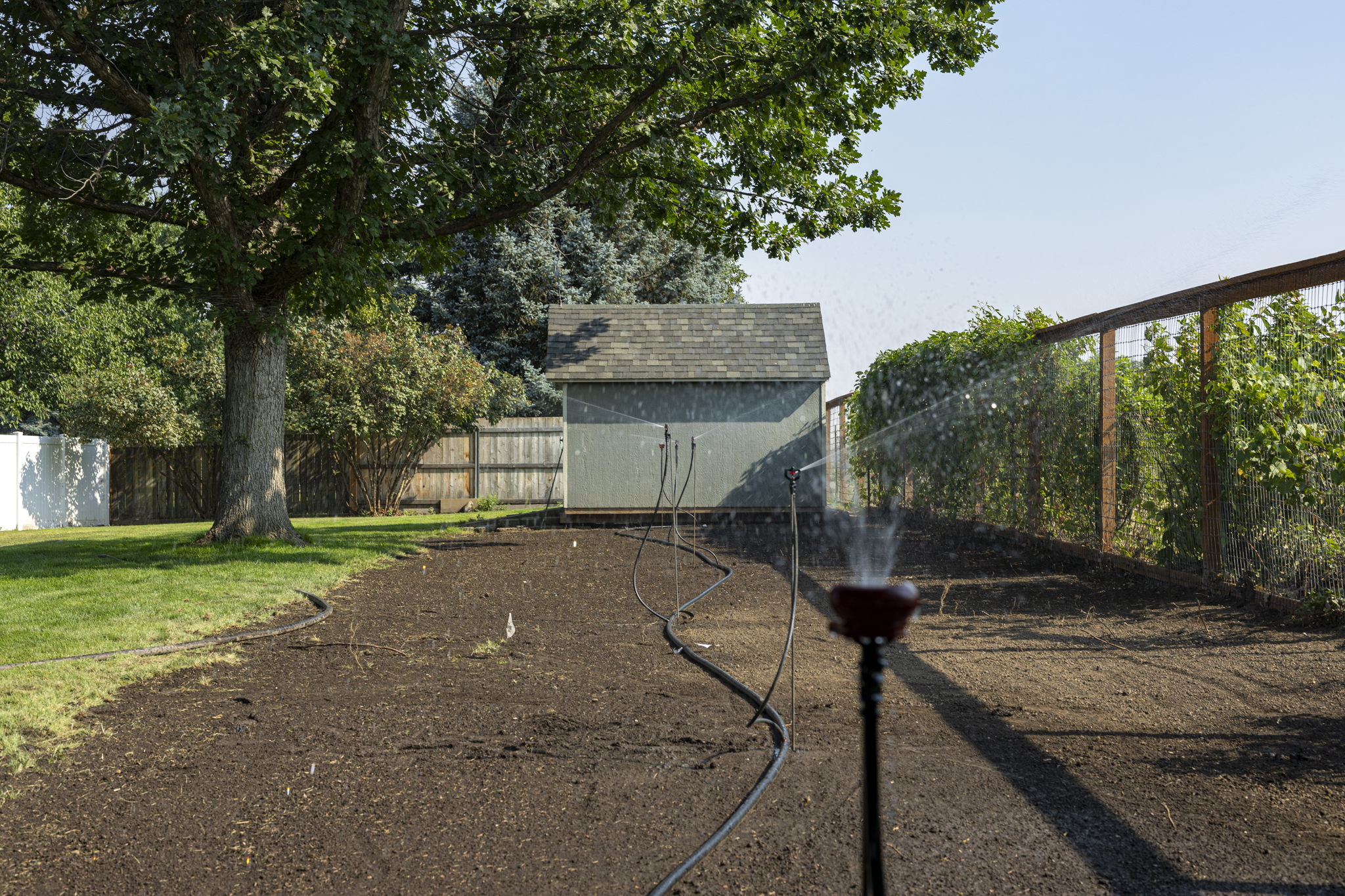 Backyard with a large tree, a garden bed being watered with a sprinkler, and a shed in the background.