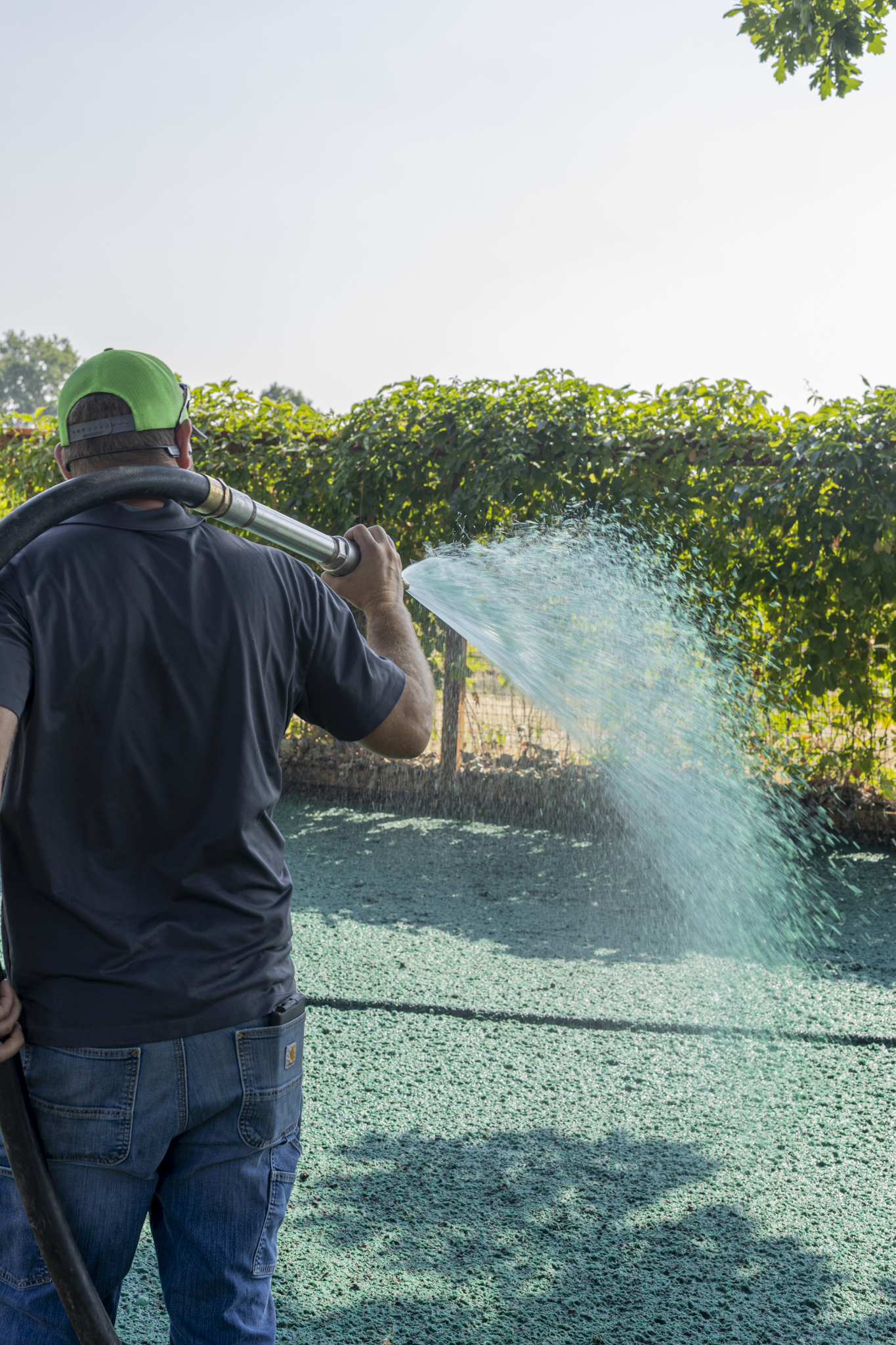 A person wearing a green cap and sunglasses using a leaf blower to move green mulch or ground cover in a yard with a hedge and trees in the background.