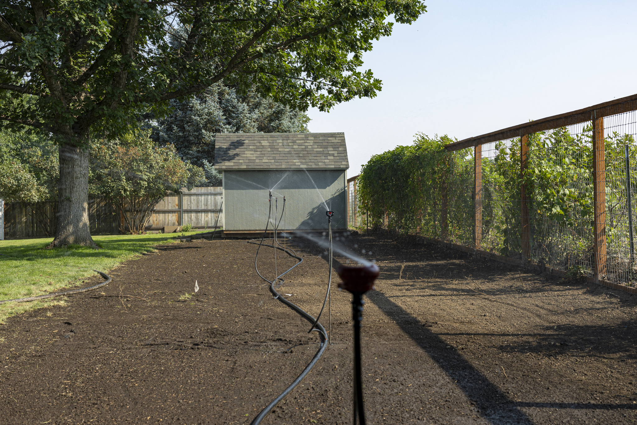 A backyard garden with a large tree, a small shed, a fenced vegetable garden, and a sprinkler watering the freshly tilled soil.