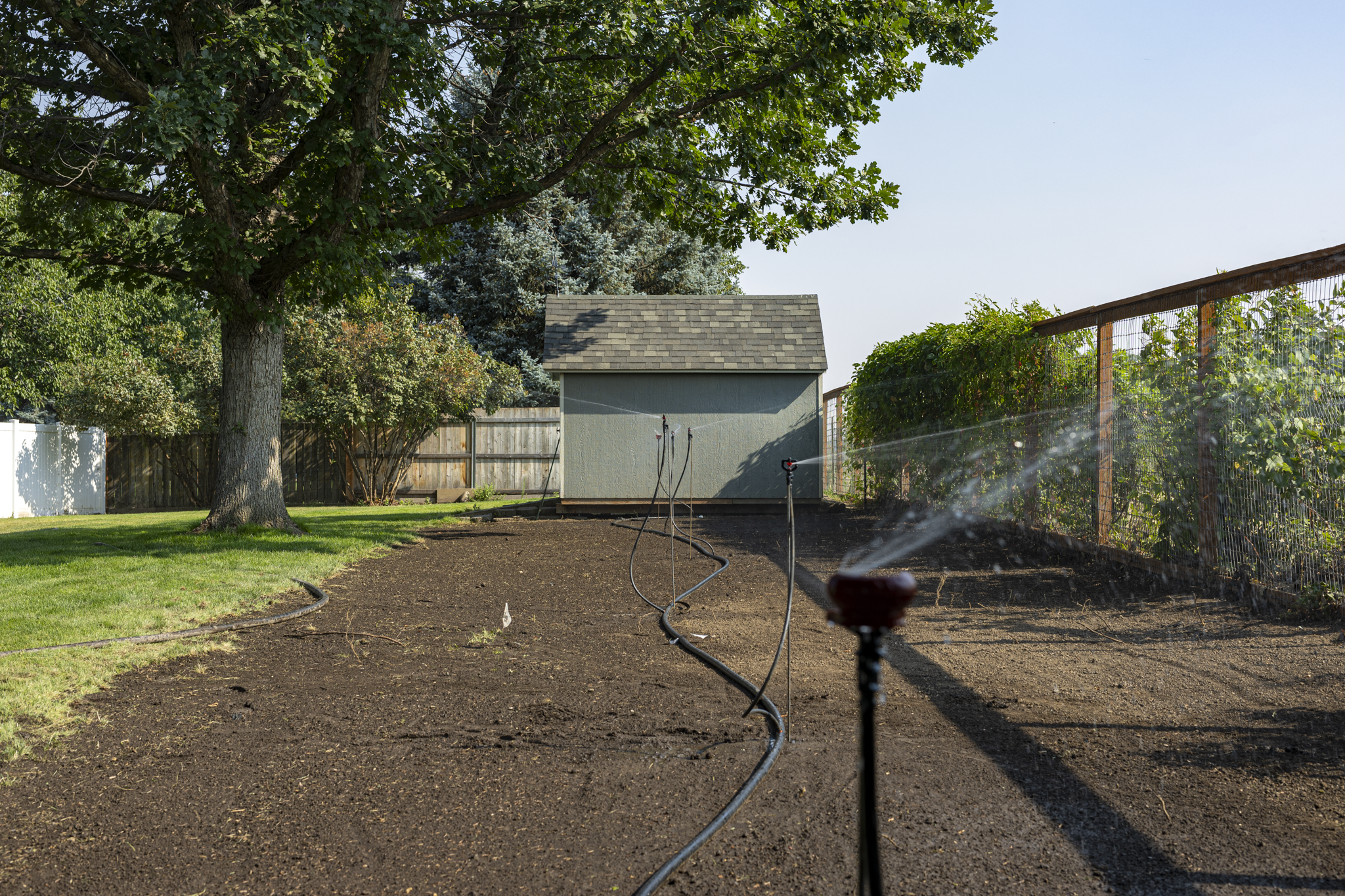 A backyard garden with sprinkler system watering freshly tilled soil, a small shed with a shingled roof, a tree with thick green leaves, and a wooden fence with green vines.