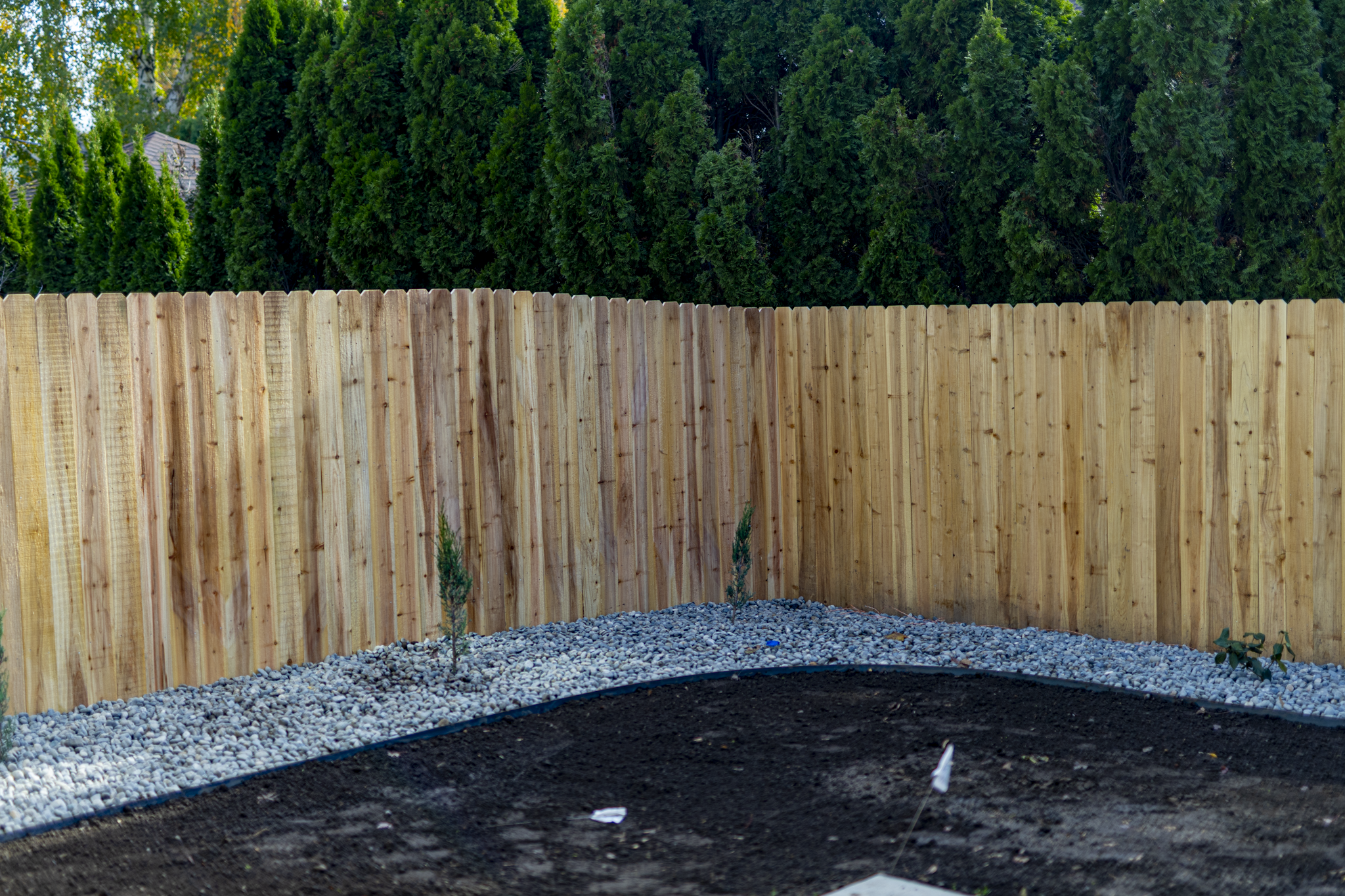 A backyard with a new wooden fence, small trees, gravel, and dark soil.