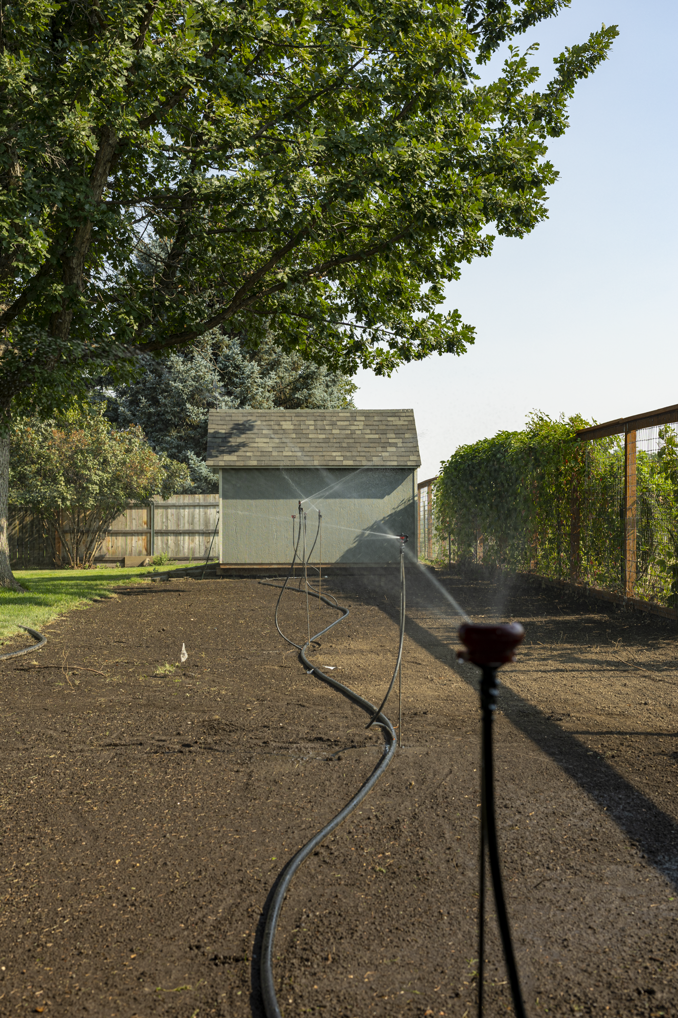 A backyard with a large tree, a small shed, and a garden area being watered by a sprinkler system. There is a wooden fence on the right side and a blue sky overhead.