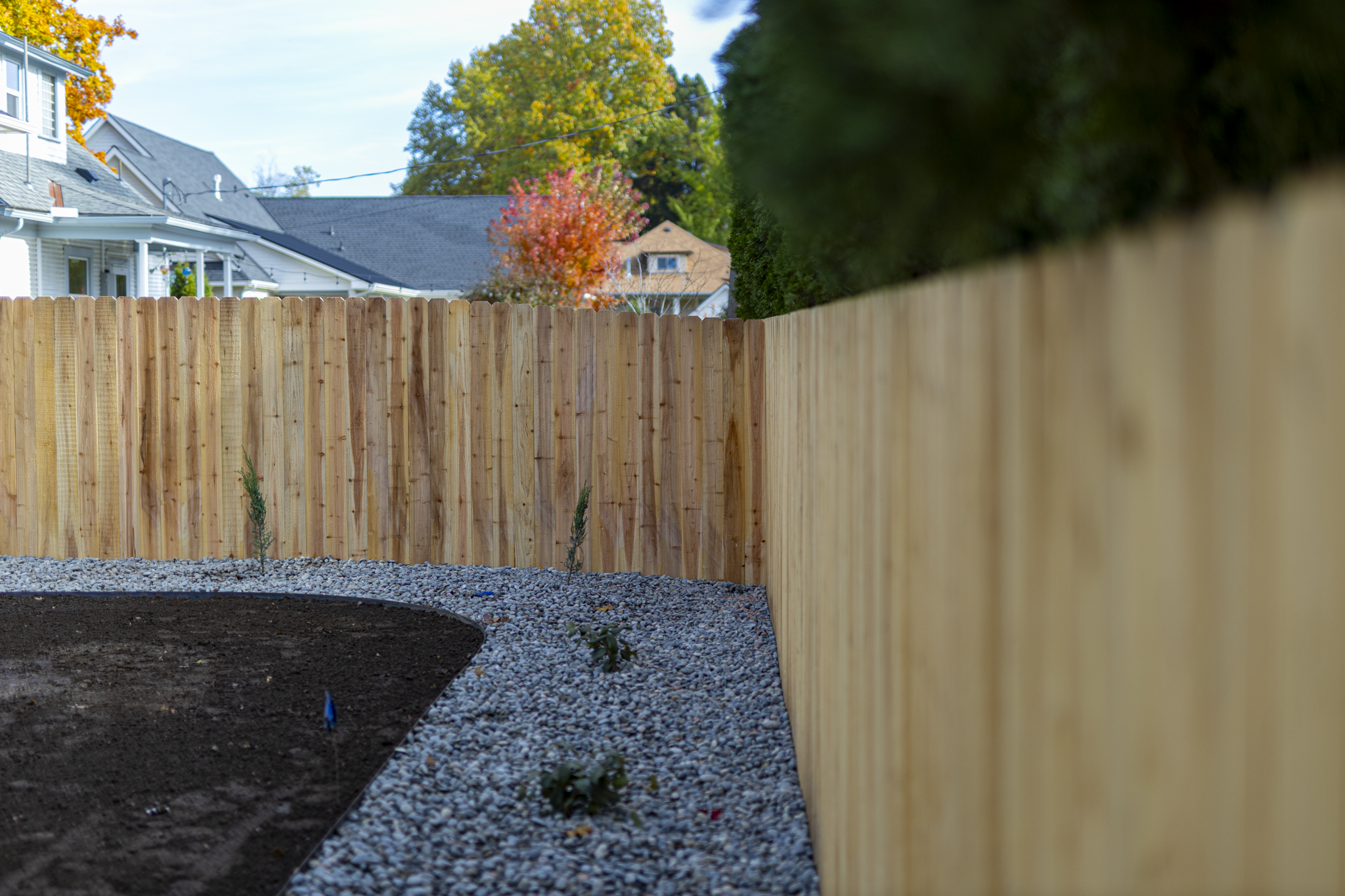 View of a backyard with a wooden fence, some plants, and trees with colorful autumn foliage behind houses. The ground has a prepared soil bed and gravel surrounding it.