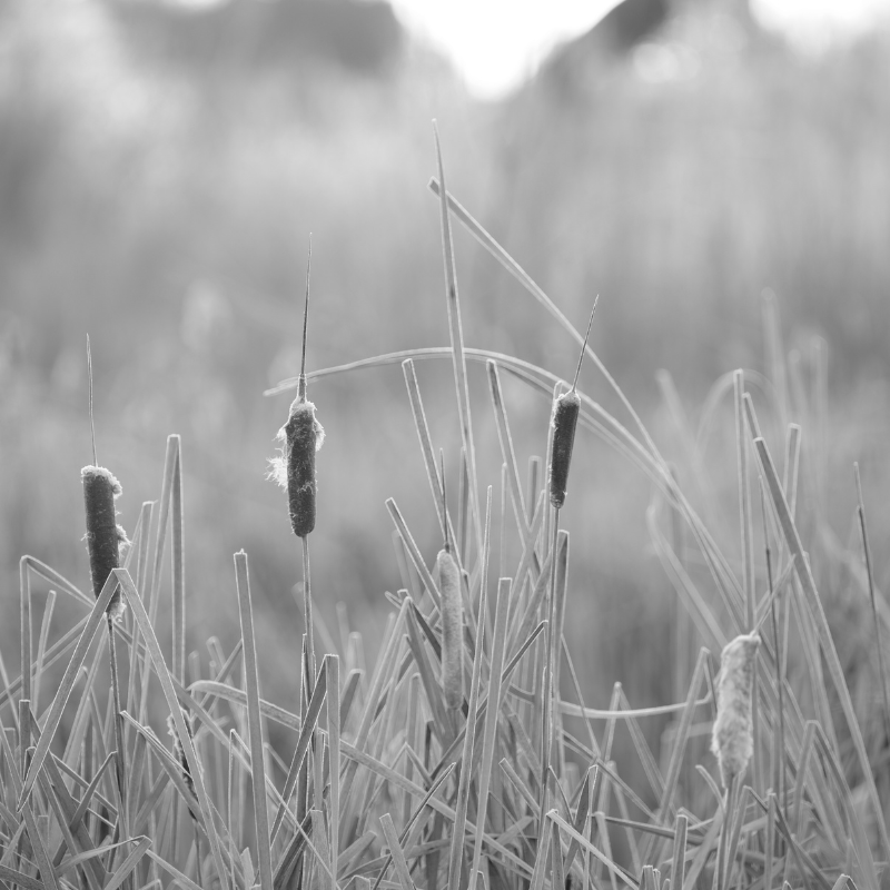 Close-up of reeds in a natural field setting, symbolizing calmness, resilience, and the gentle strength of sensitivity.