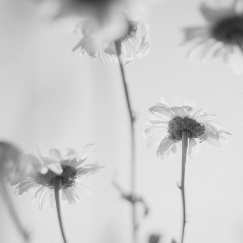 Close-up of soft daisy flowers in gentle light, symbolizing calmness, growth, and the natural strength of sensitivity.