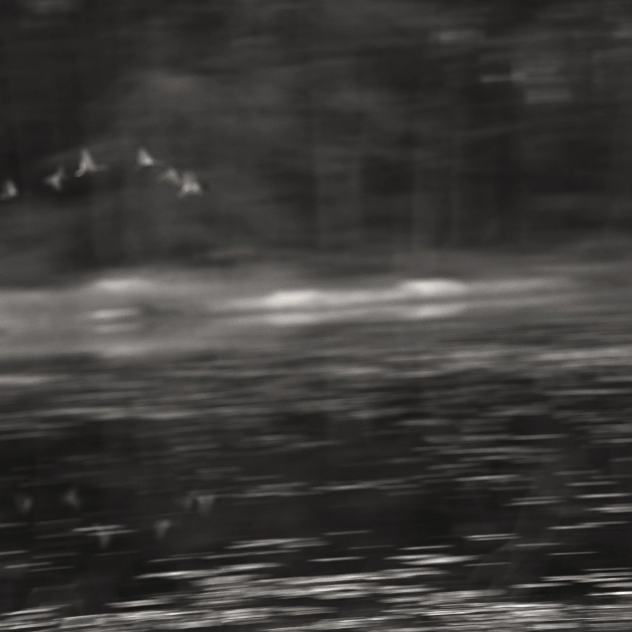 A black and white photograph of three birds flying over a body of water near a forested shoreline.