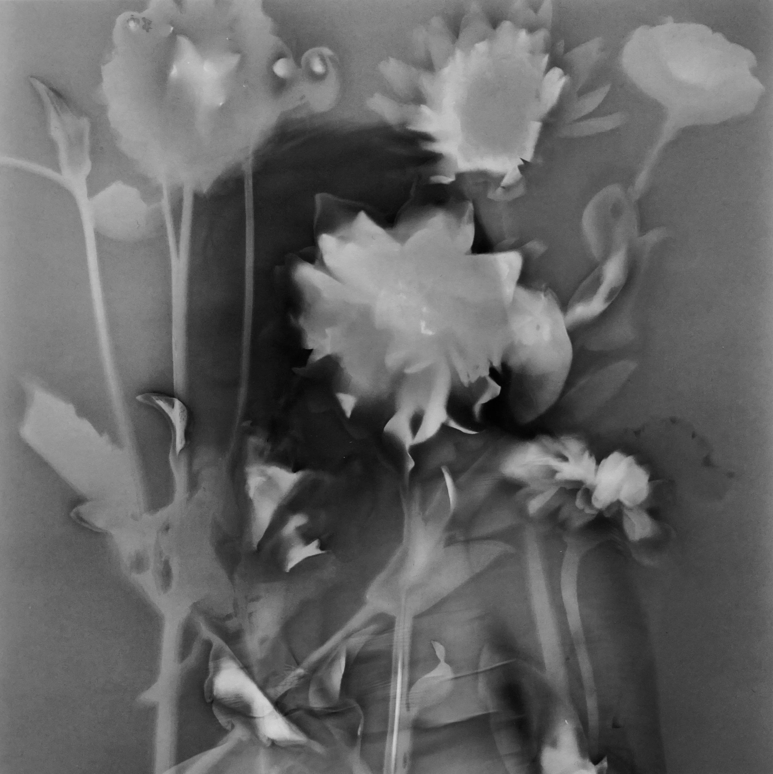 A black and white image of various flowers, including a large flower at the center with many petals, surrounded by leaves and stems.