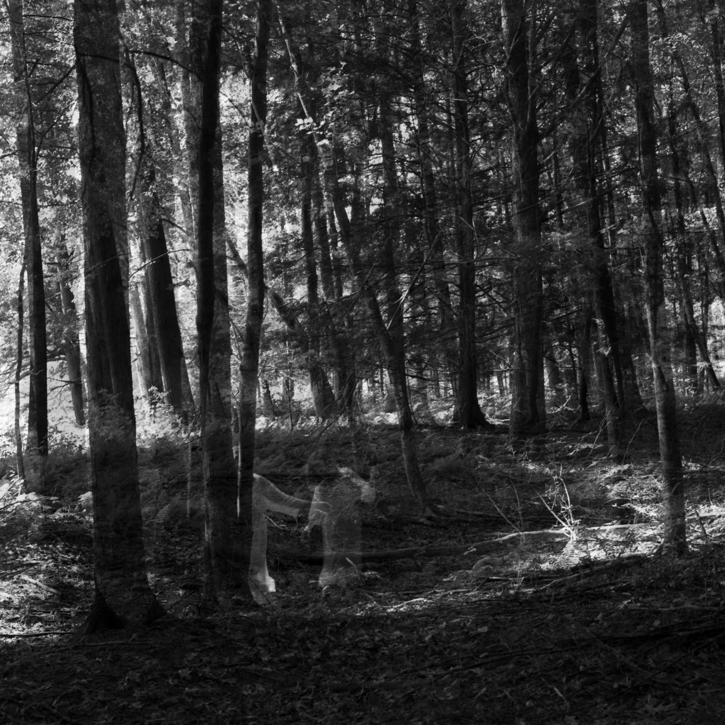 A black-and-white image of a dense forest with tall trees and sunlight filtering through the branches. There are faint ghostly figures of people in the forest, adding a mysterious or supernatural element to the scene.