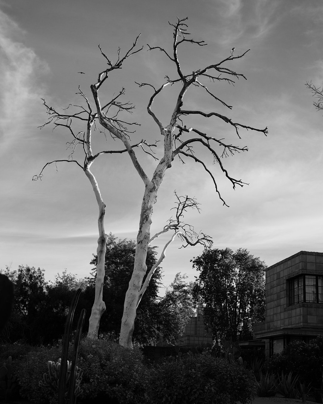  Arizona Biltmore #Biltmore #AZB #AZBiltmore