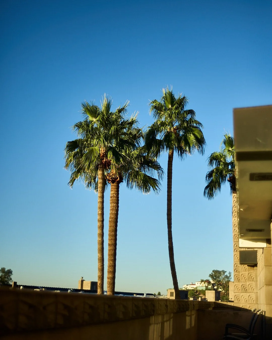  Arizona Biltmore #Biltmore #AZB #AZBiltmore