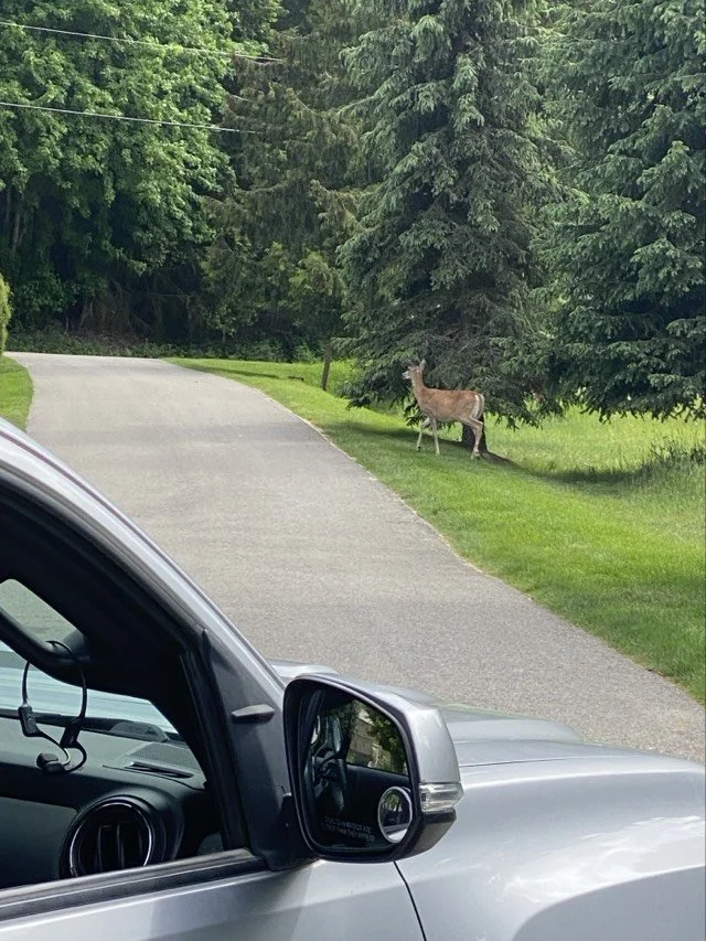 A deer close by on a property