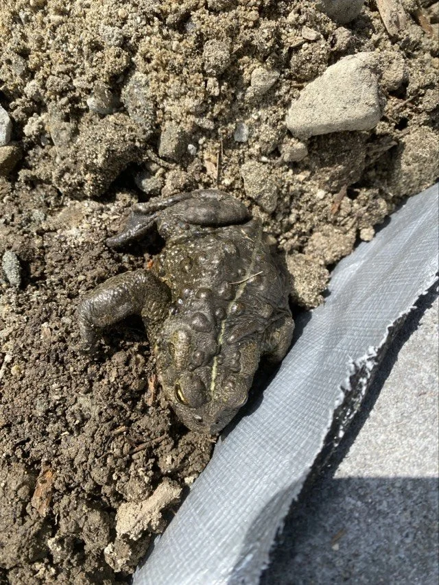Large female Western Toad took a nap overnight in our tarp!