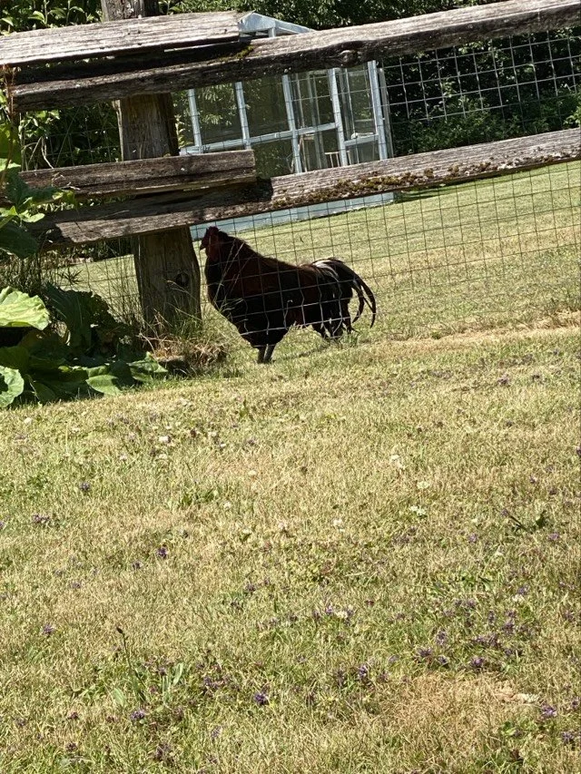 A rooster supervising the work