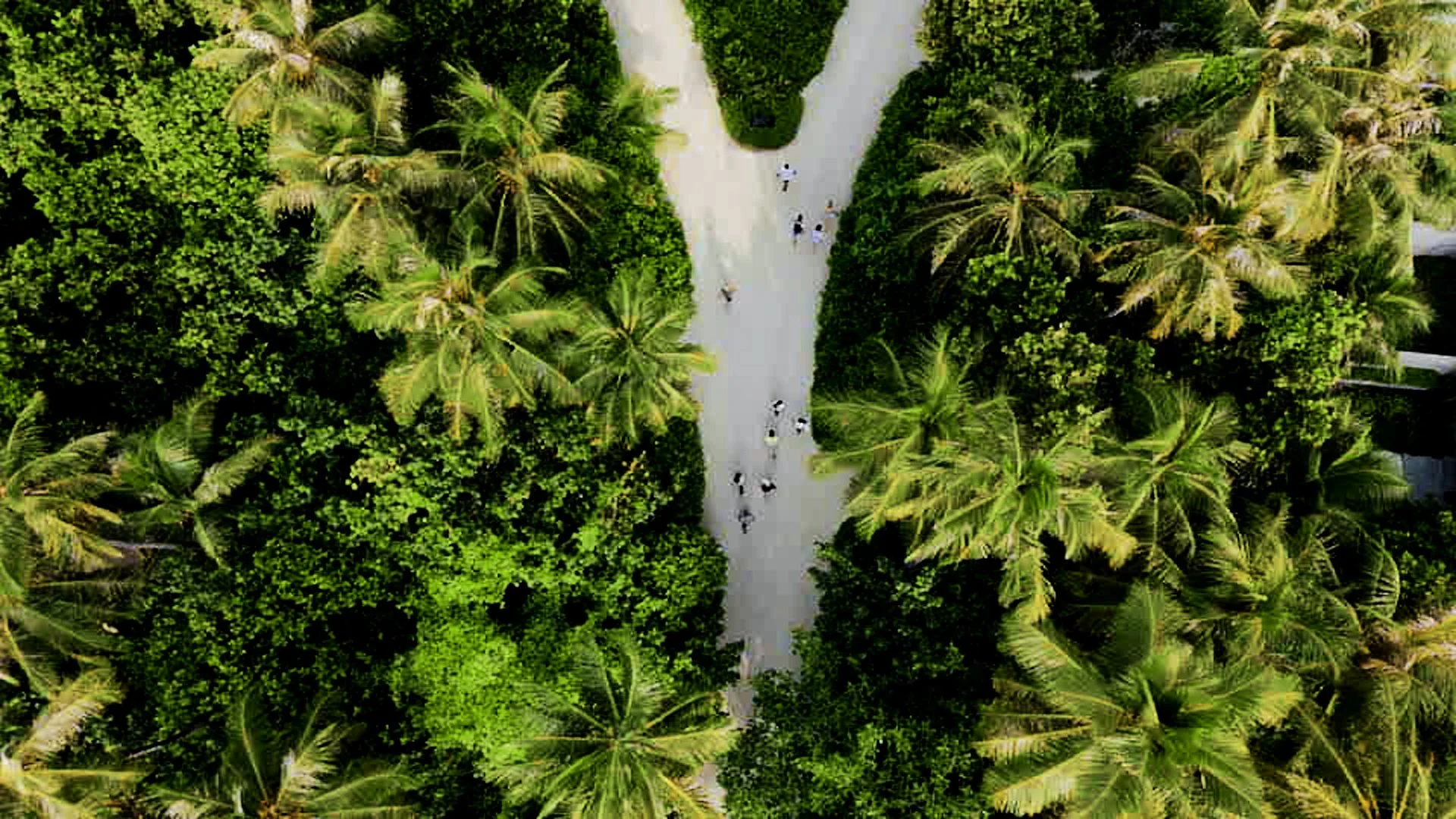 Bird's eye view of a winding pathway through lush green tropical trees and palm trees with people walking along it.