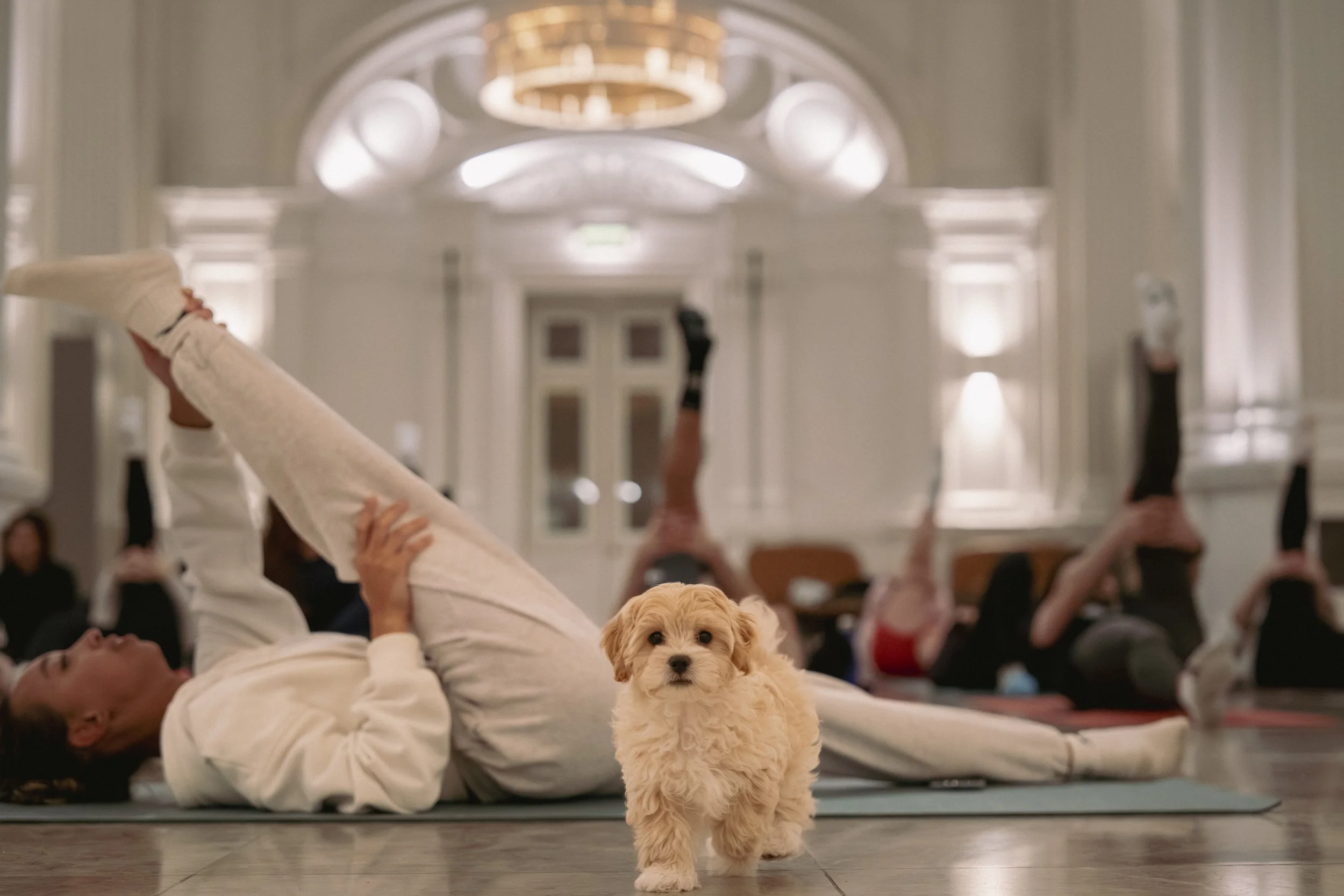 A small, fluffy puppy standing on the floor in a room with people practicing yoga in the background.