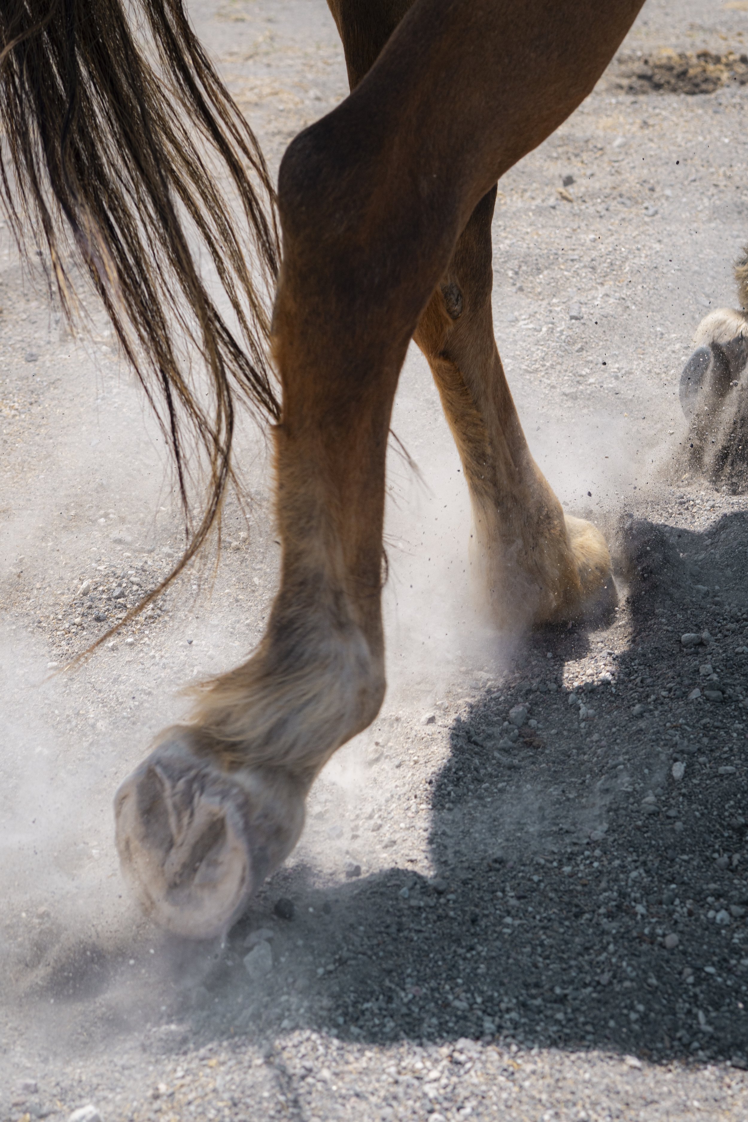 Close-up of a horse's legs and tail kicking up dust on a dirt ground.