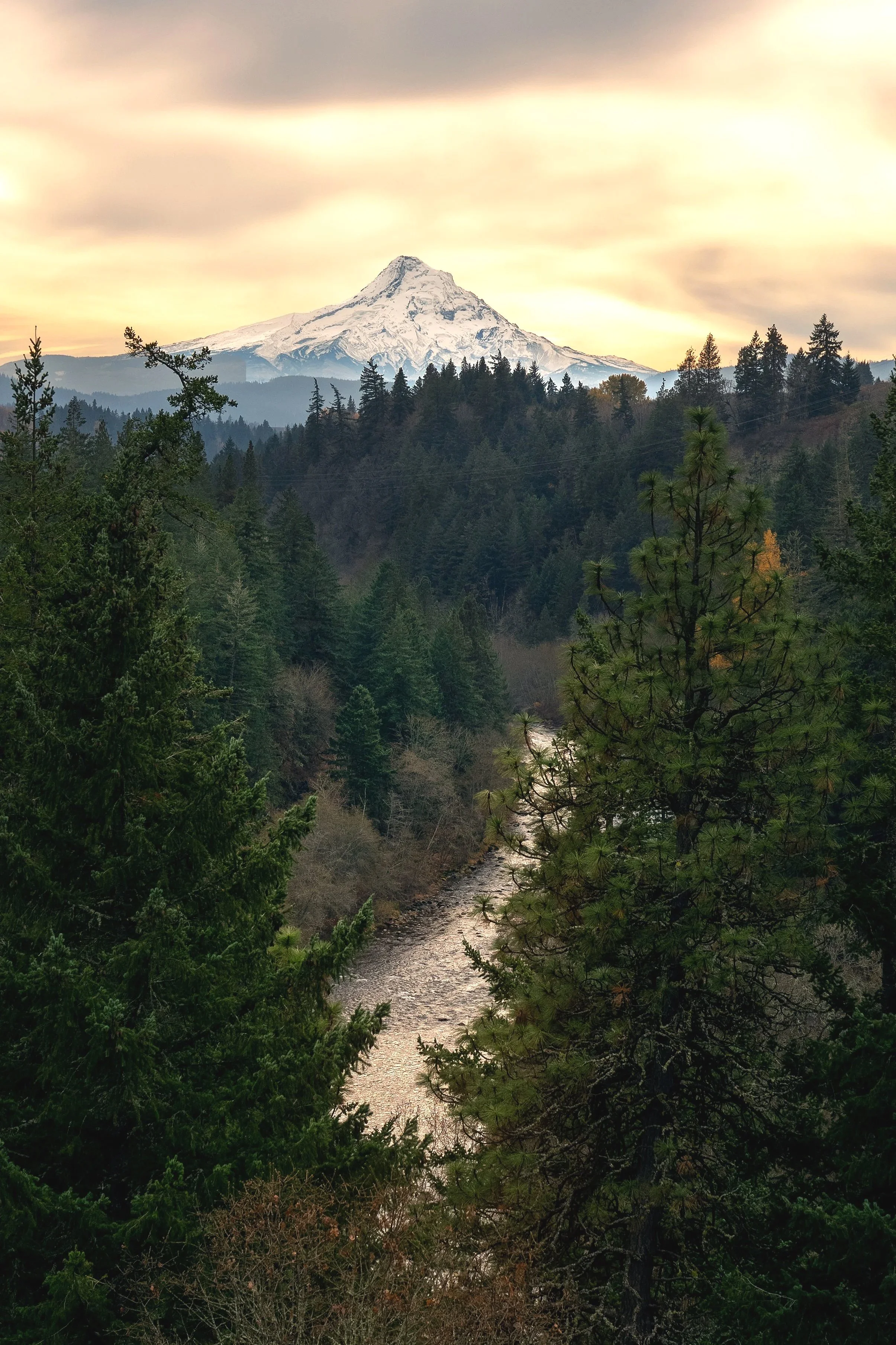 Scenic view of a snow-capped mountain in the distance with a forest of tall green trees and a river flowing through a valley in the foreground, under a cloudy sky.