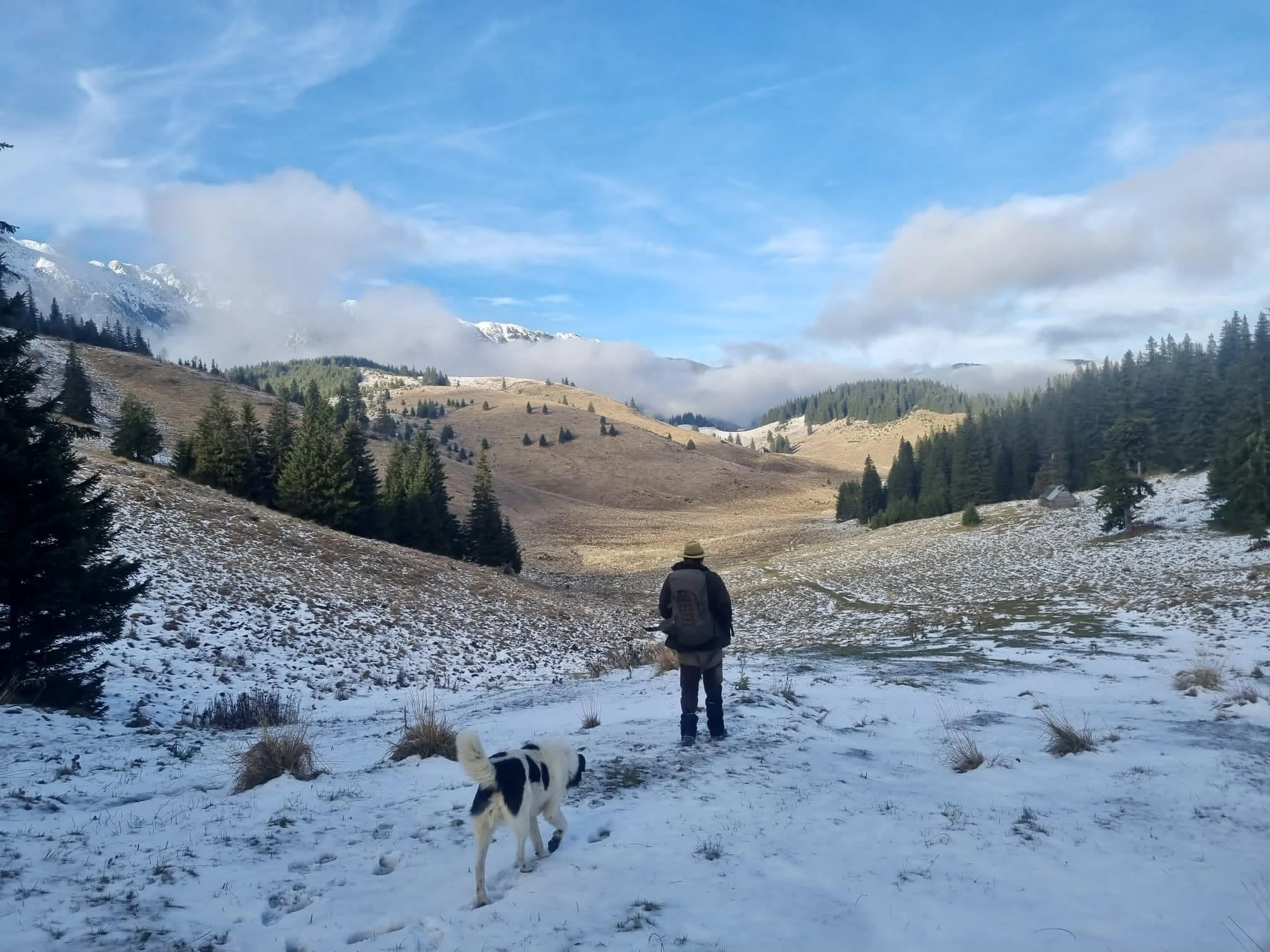 Local Wildlife in Pestera. Foxes, Bears, Wolves, Wild Boars &amp; Lynx in Patra Craiului National Park