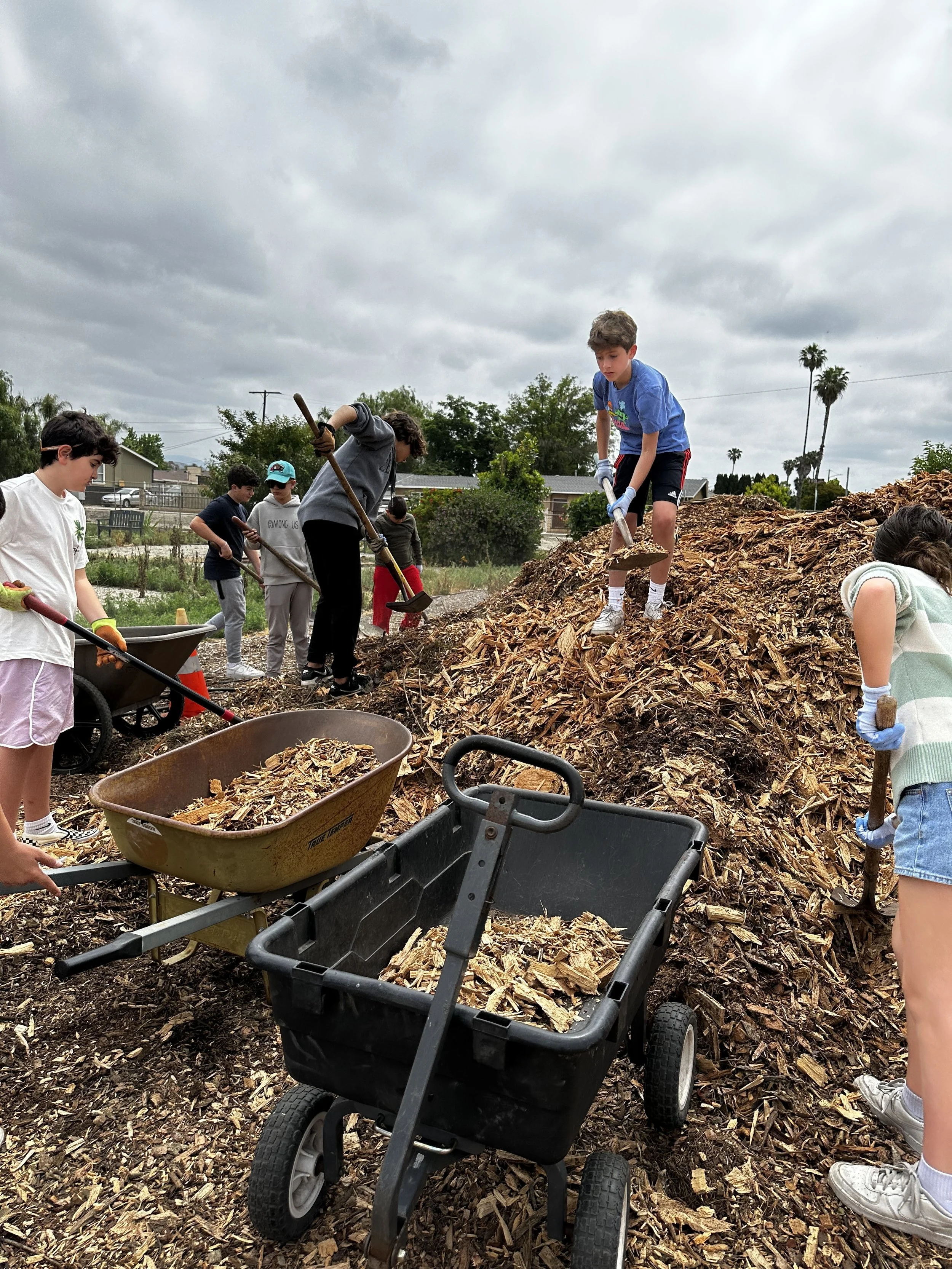 Several teenagers are shoveling and moving a large pile of wood chips or mulch in an outdoor community garden or park. Some are in gloves, and wheelbarrows or carts are nearby for transporting the mulch.