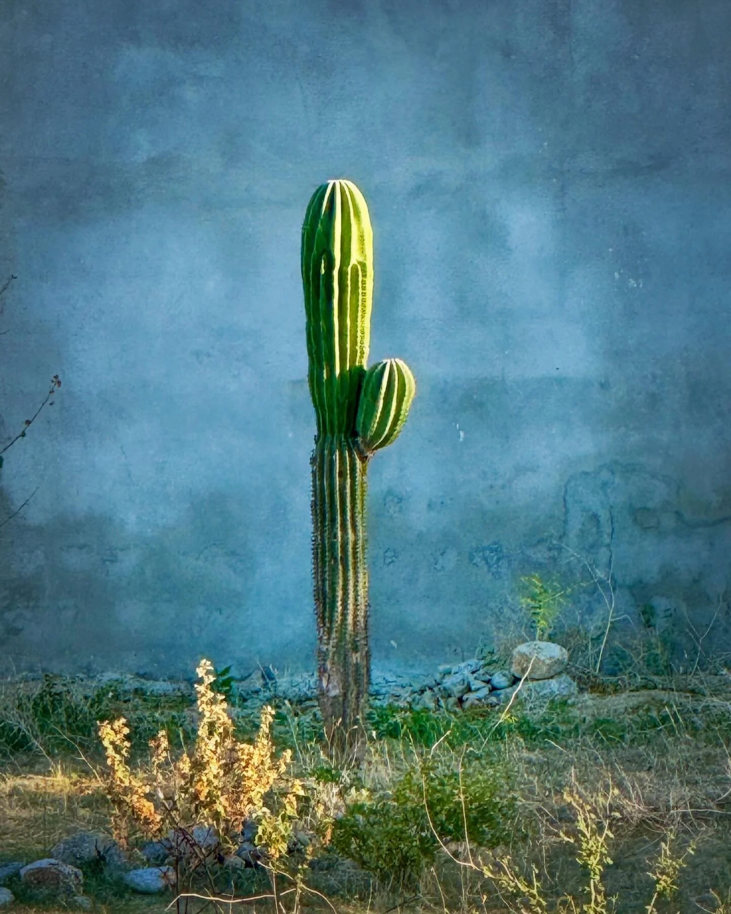 Cactus.jpg