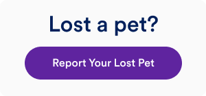 Petco Love Lost Pet Finder