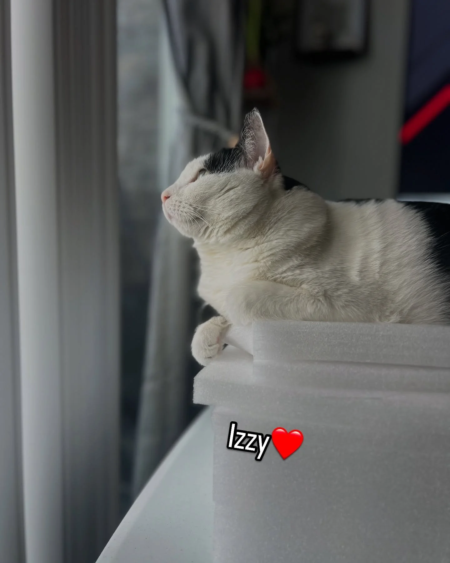 Izzy bean, basking in the sun on top of her foam throne that she claimed. 🥰🥰

Support her dreams!

👉 Shop now at www.cocaapparel.com
 📸 Tag us wearing your favorite piece and use #cocaapparel for a chance to be featured!

#LCWWxCOCA #LovingCatsWo