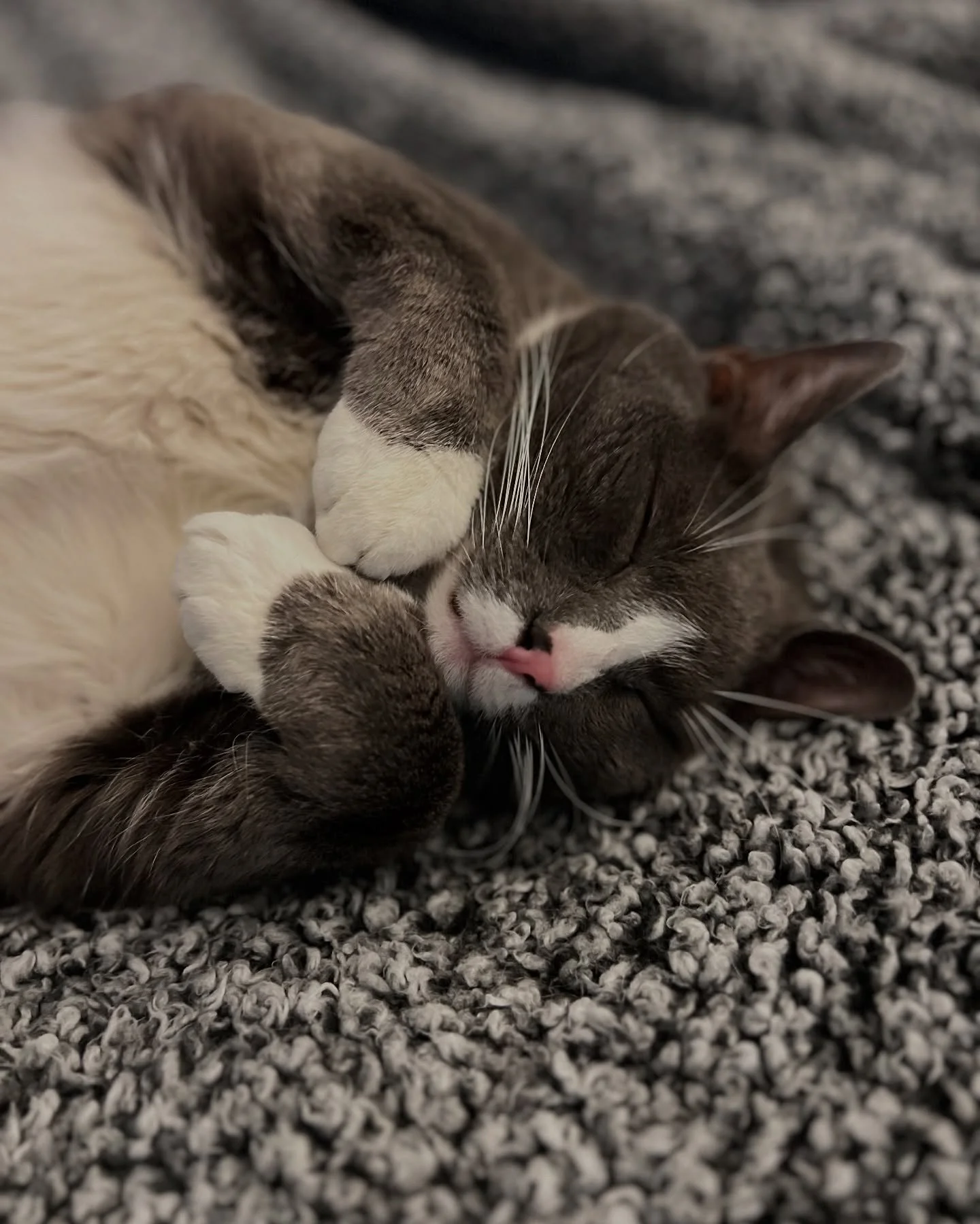 Isn&rsquo;t he just so cute? 

📸: Ozzy Bear🦁❤️

 Shop now at www.cocaapparel.com
 📸 Tag us wearing your favorite piece and use #cocaapparel for a chance to be featured!

#LCWWxCOCA #LovingCatsWorldwide #cocaapparel #NineLivesClub #ModernCatApparel