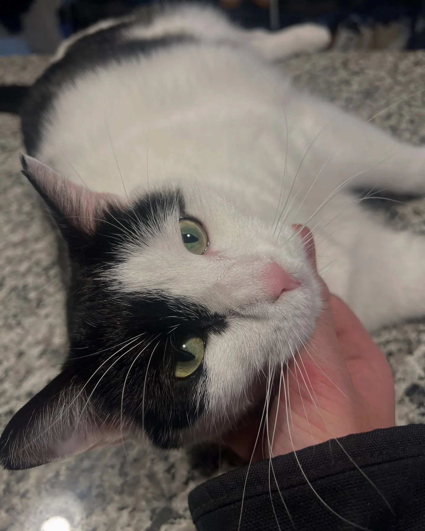 Am I Cute? ☺️

📸: Izzy

Cat Inspired T-Shirts and Hoodies on our website!

👉 Shop now at www.cocaapparel.com
 📸 Tag us wearing your favorite piece and use #cocaapparel for a chance to be featured!

#LCWWxCOCA #LovingCatsWorldwide #cocaapparel #Nin