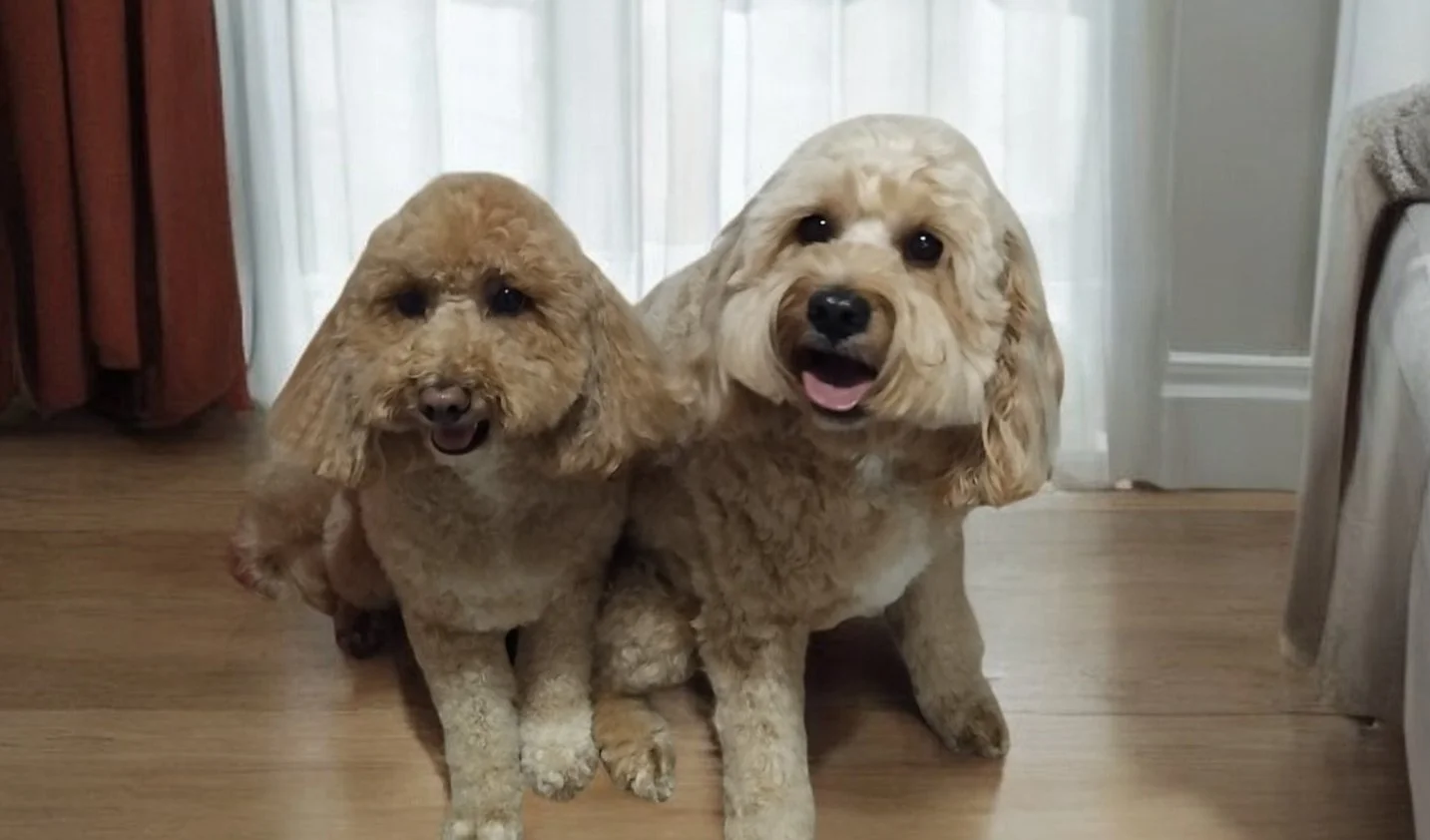 Miss Layla & Mr Louis