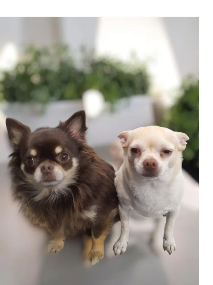 Miss Coco & Mr Mocha