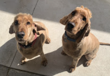 Mr Gussy and Mr Scotty