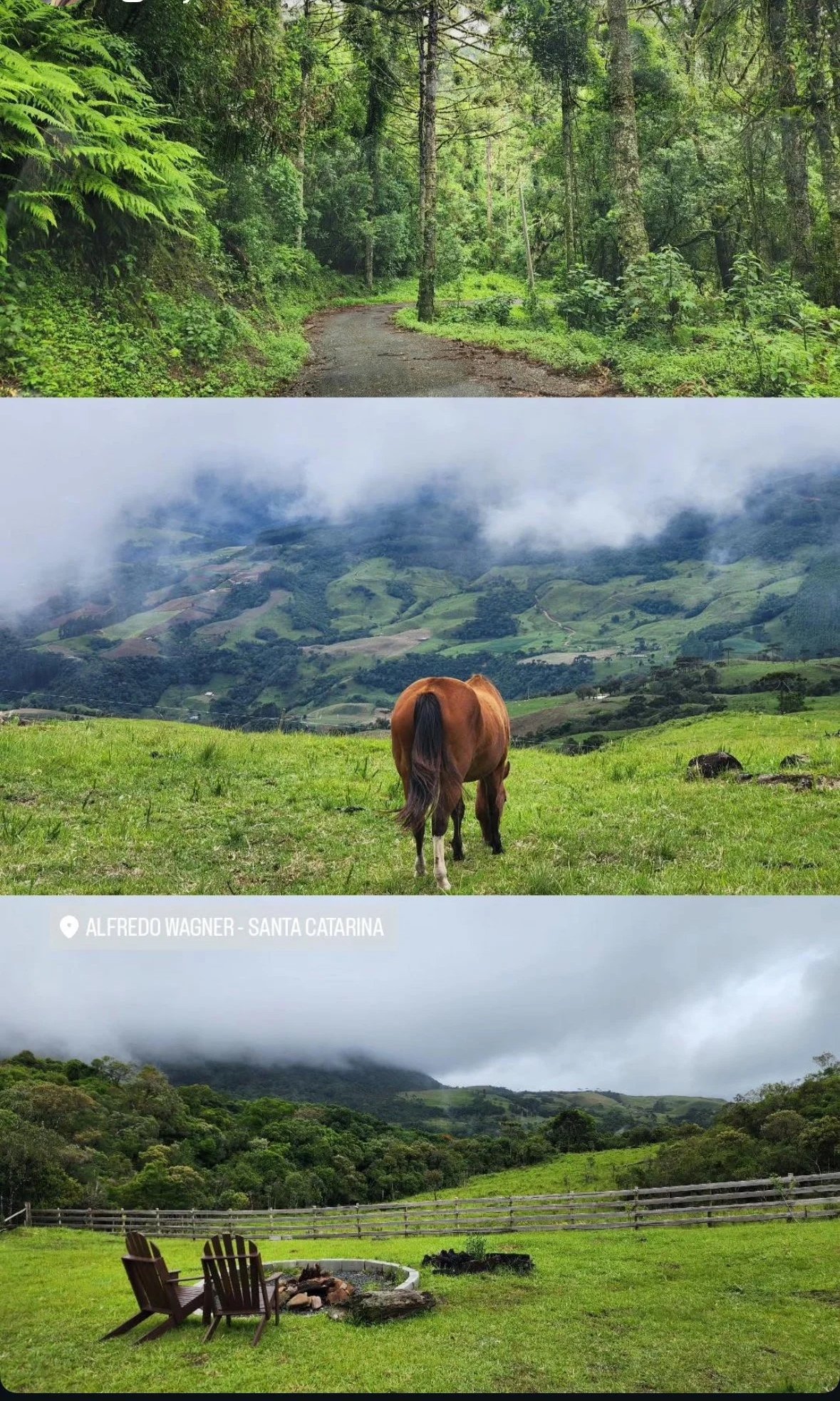 Três fotografias mostrando cenários naturais diferentes. A primeira é de uma floresta com árvores altas e caminho de terra. A segunda mostra um campo verde com uma cavalo de costas, e montanhas ao fundo sob céu parcialmente nublado. A terceira exibe 