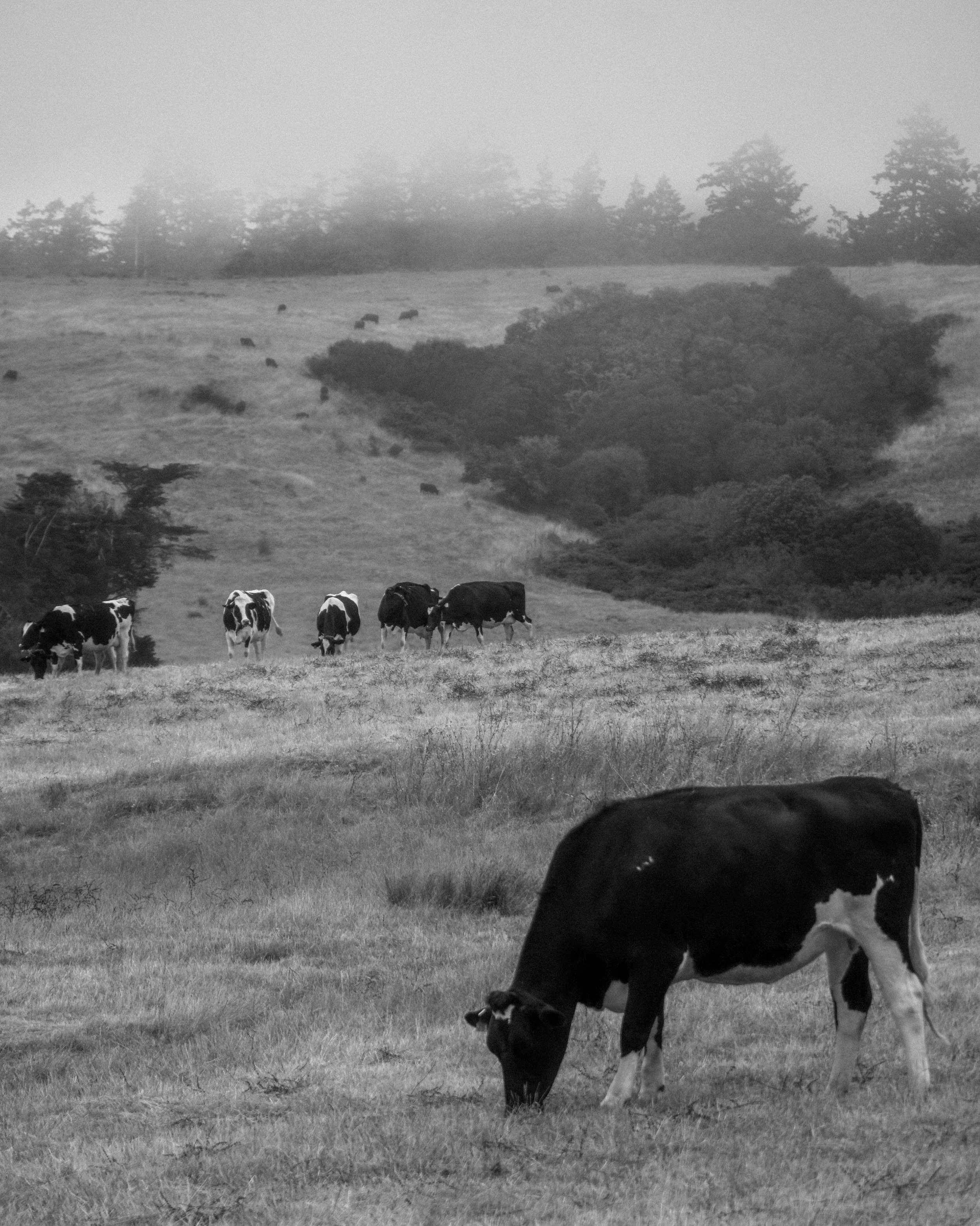 DSC05788 copy.jpg