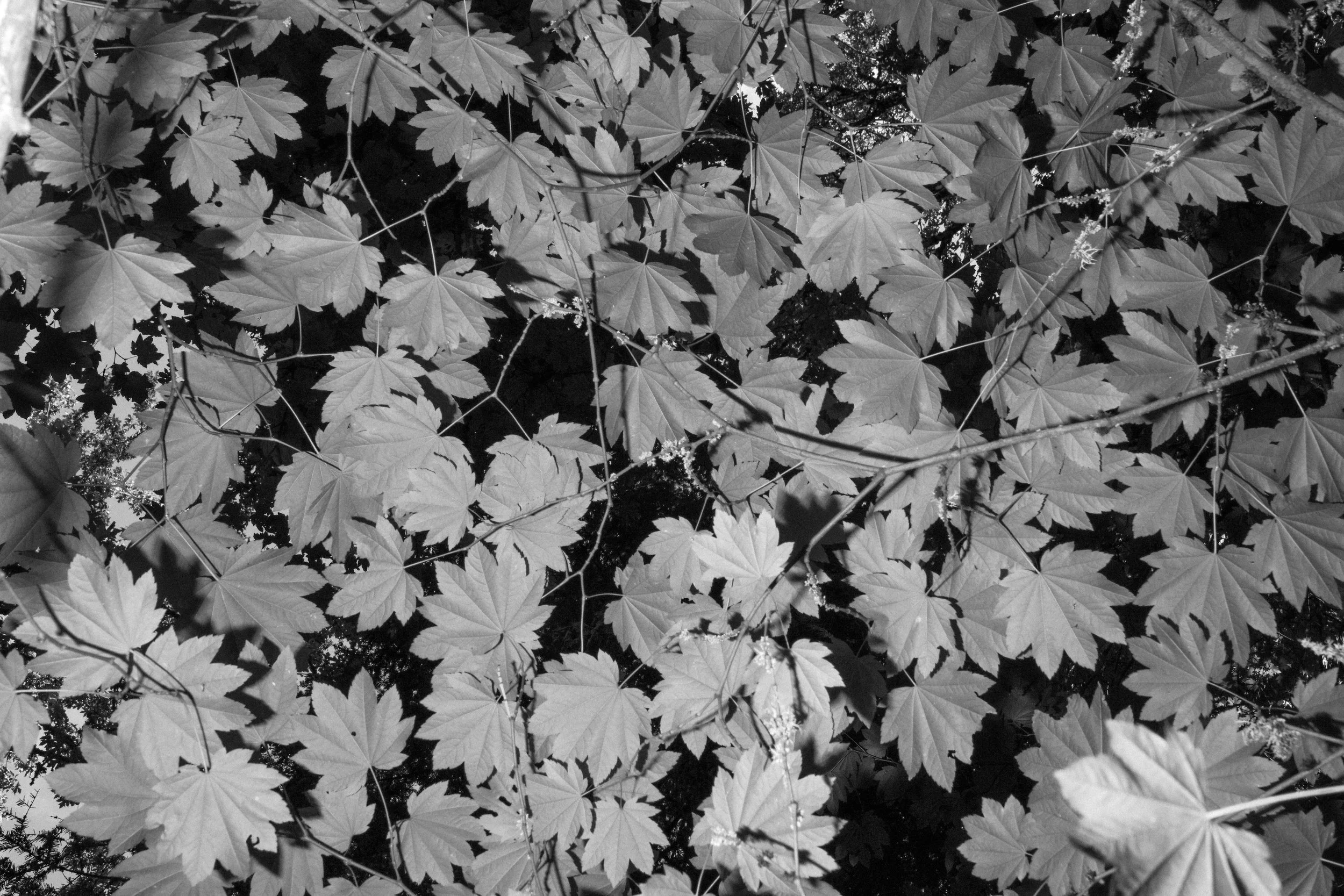 DSC05866 copy.jpg