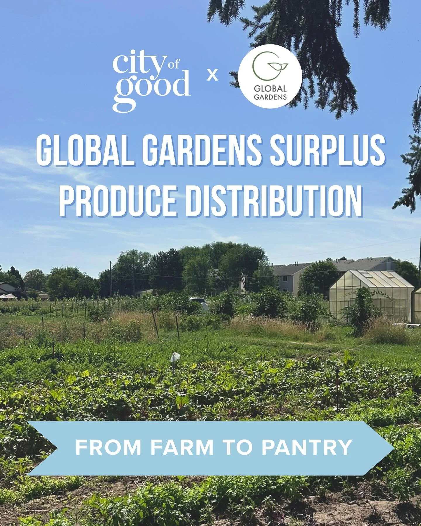 Program Highlight: Global Gardens&rsquo; Surplus Produce Distribution🥬🥕🍅🫜

Every Monday during produce season we team up with our partners at @globalgardensboise and @idahofoodbank to help distribute surplus produce from the market to our 23 part