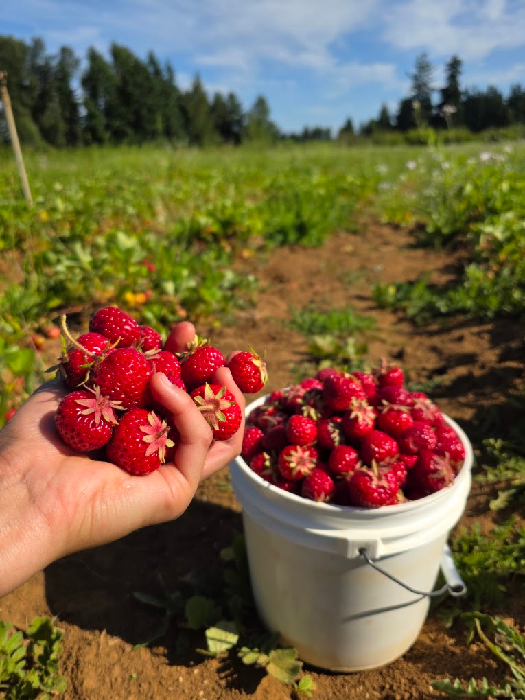 Strawberries from Albeke Farms