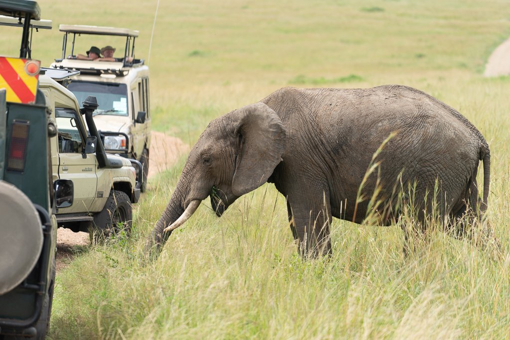 An elephant in a grassy field with safari vehicles and tourists in the background.