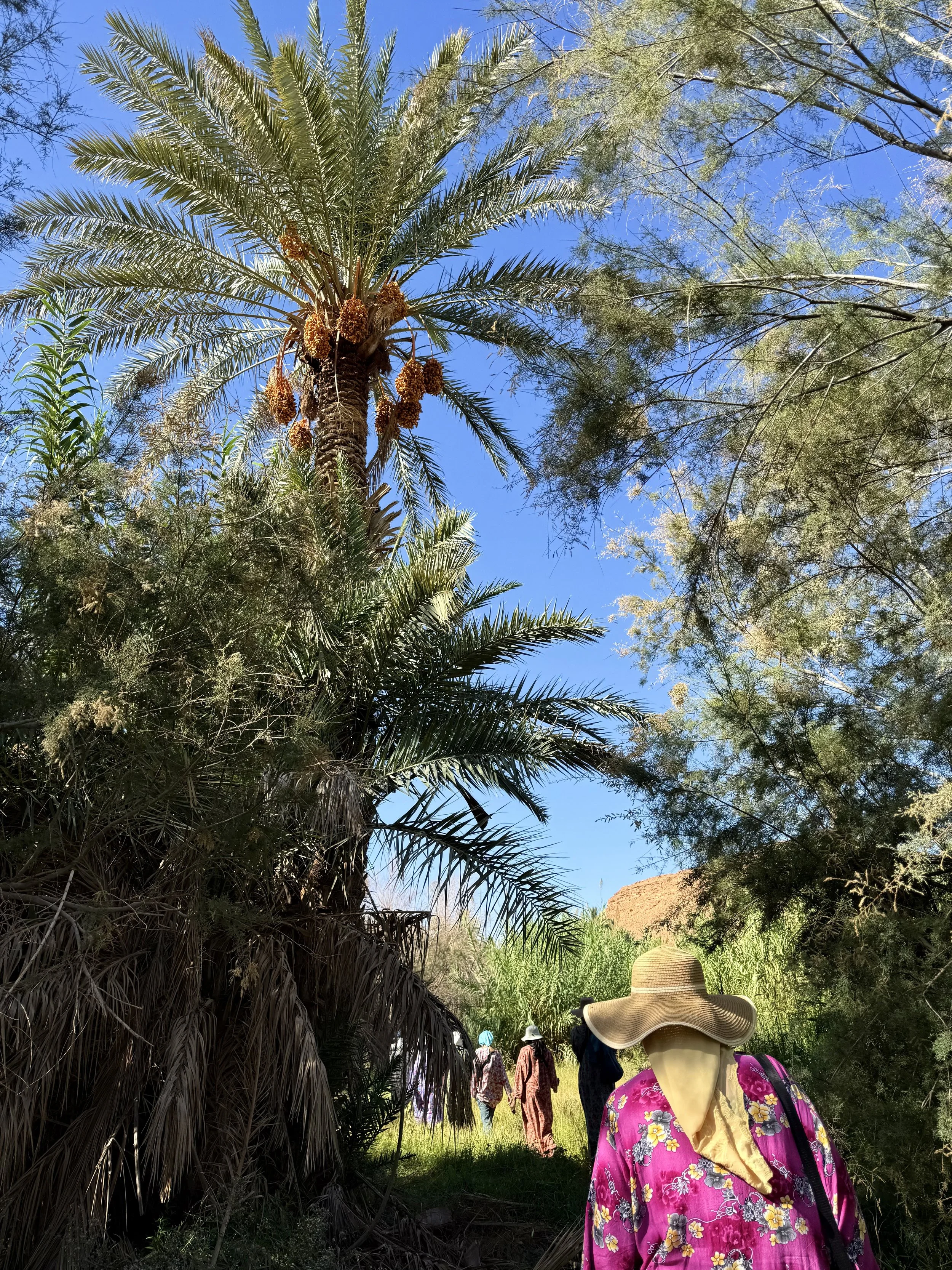 People walking through a lush, green area with various trees and vegetation, including a large palm tree with yellowish fruit, under a bright blue sky. One person wears a wide-brimmed straw hat and a pink floral shirt, carrying a pink backpack.