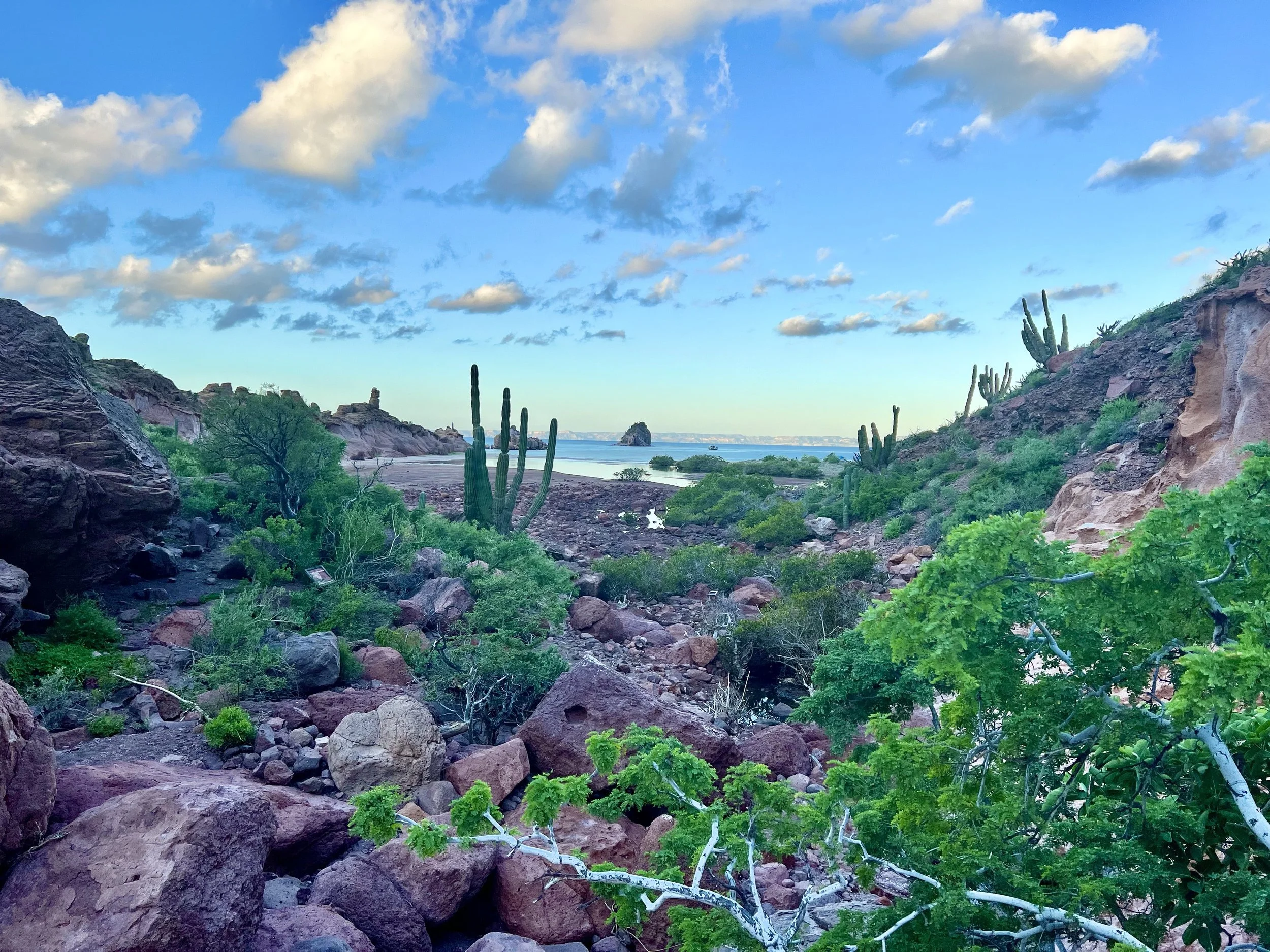 A desert landscape with scattered rocks, green shrubs, and tall cacti, overlooking a body of water under a partly cloudy sky.