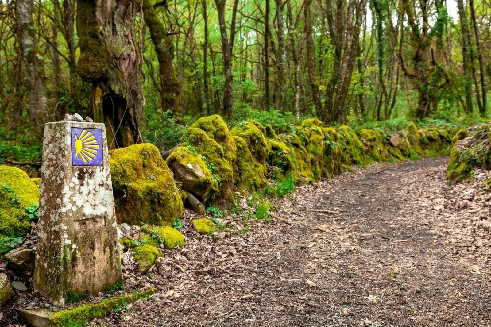 A dirt path runs through a lush green forest with tall trees. A moss-covered stone marker with a yellow shell symbol on a purple background is located on the left side of the path, next to a row of mossy rocks.