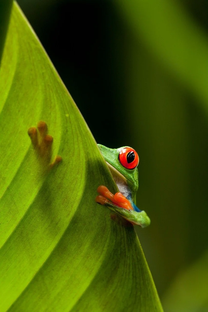 costa rica cloud forest