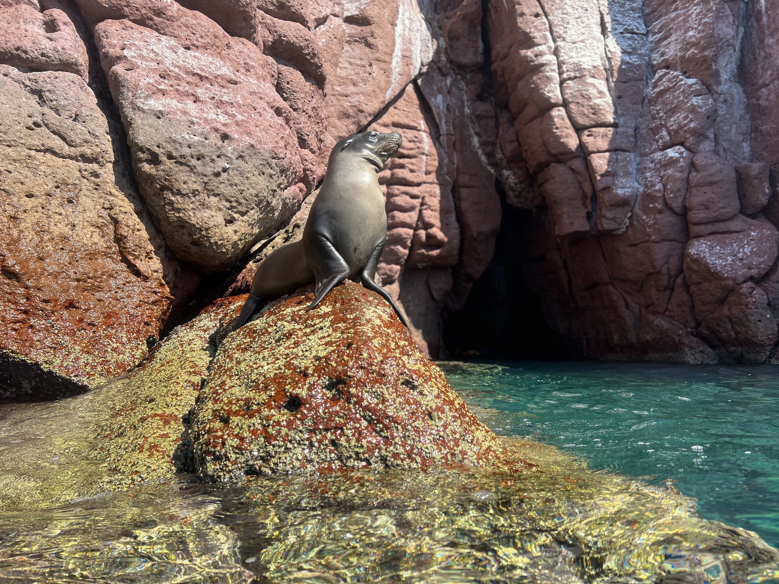 A sea lion resting on a large, reddish-brown rock near the water, with a rocky cave in the background.