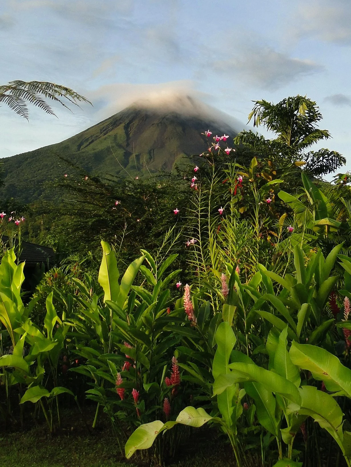 Lush tropical garden with green leafy plants and pink flowers, volcano with cloud cover in the background.